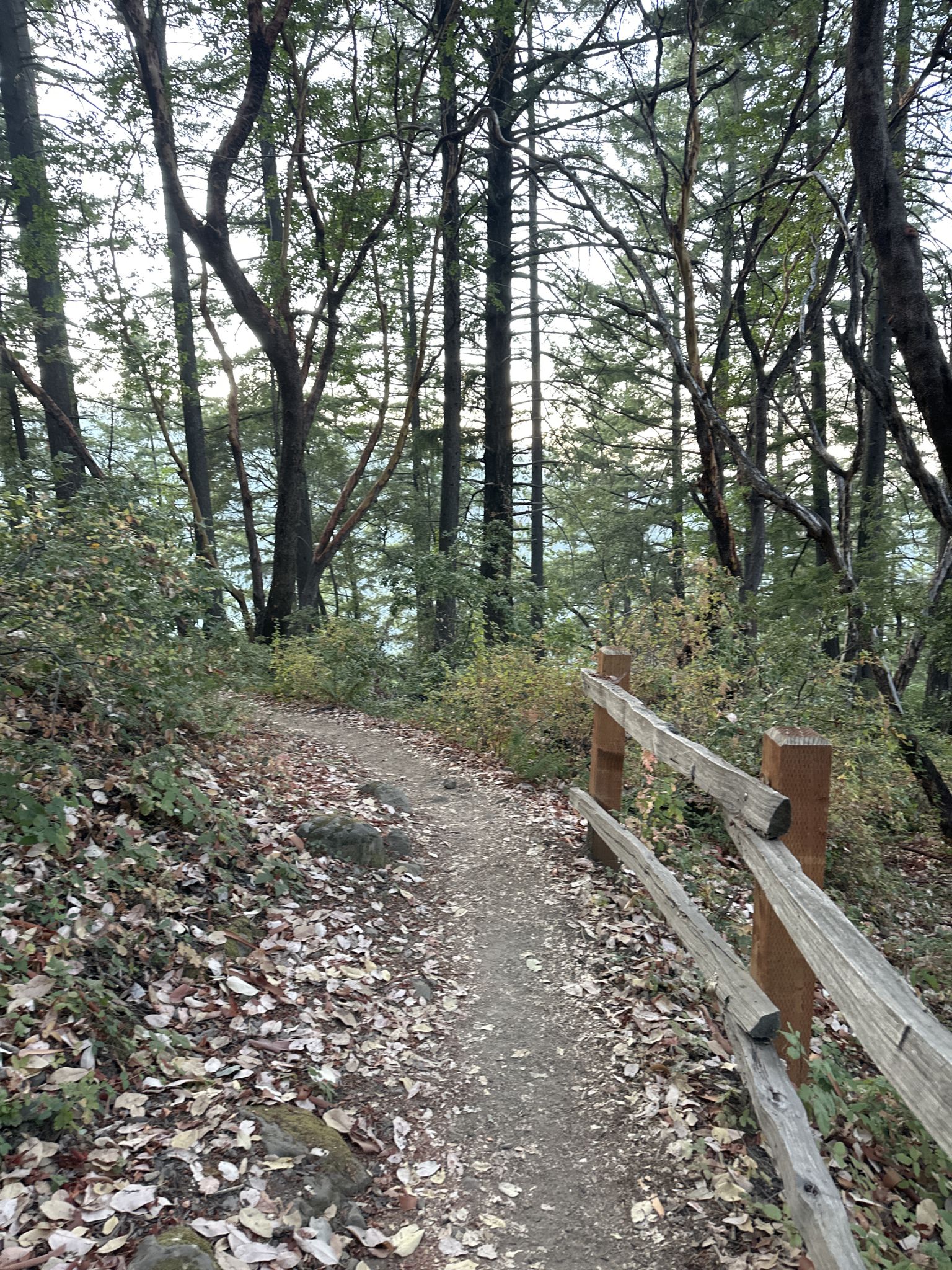 Dirt path with wooden fence, surrounded by tall trees, soft light. - Sanborn Loop to Indian Rock