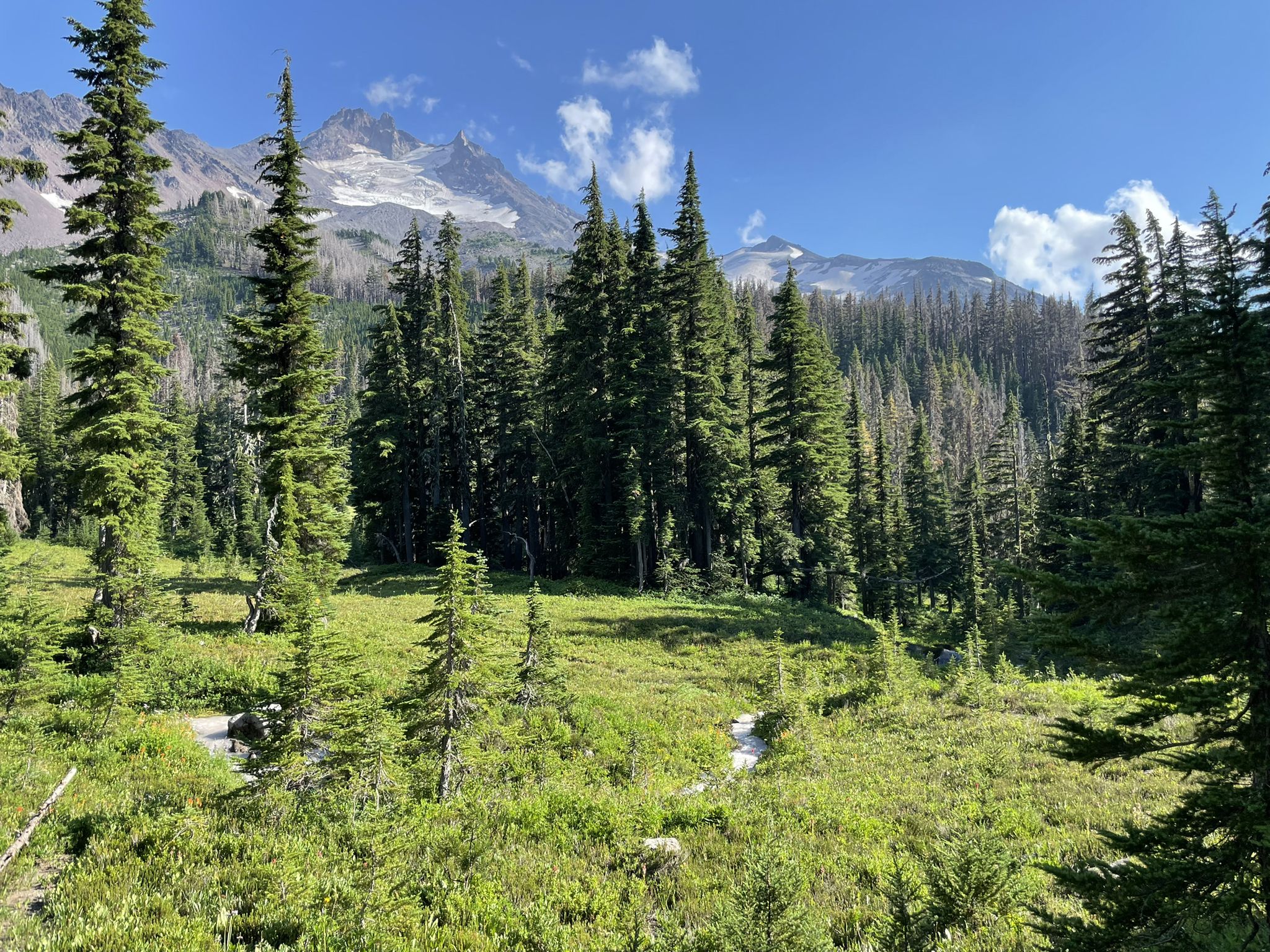 Sunny meadow with tall pine trees and distant snow-capped mountains under blue sky. - Scout Lake via Whitewater Trail run