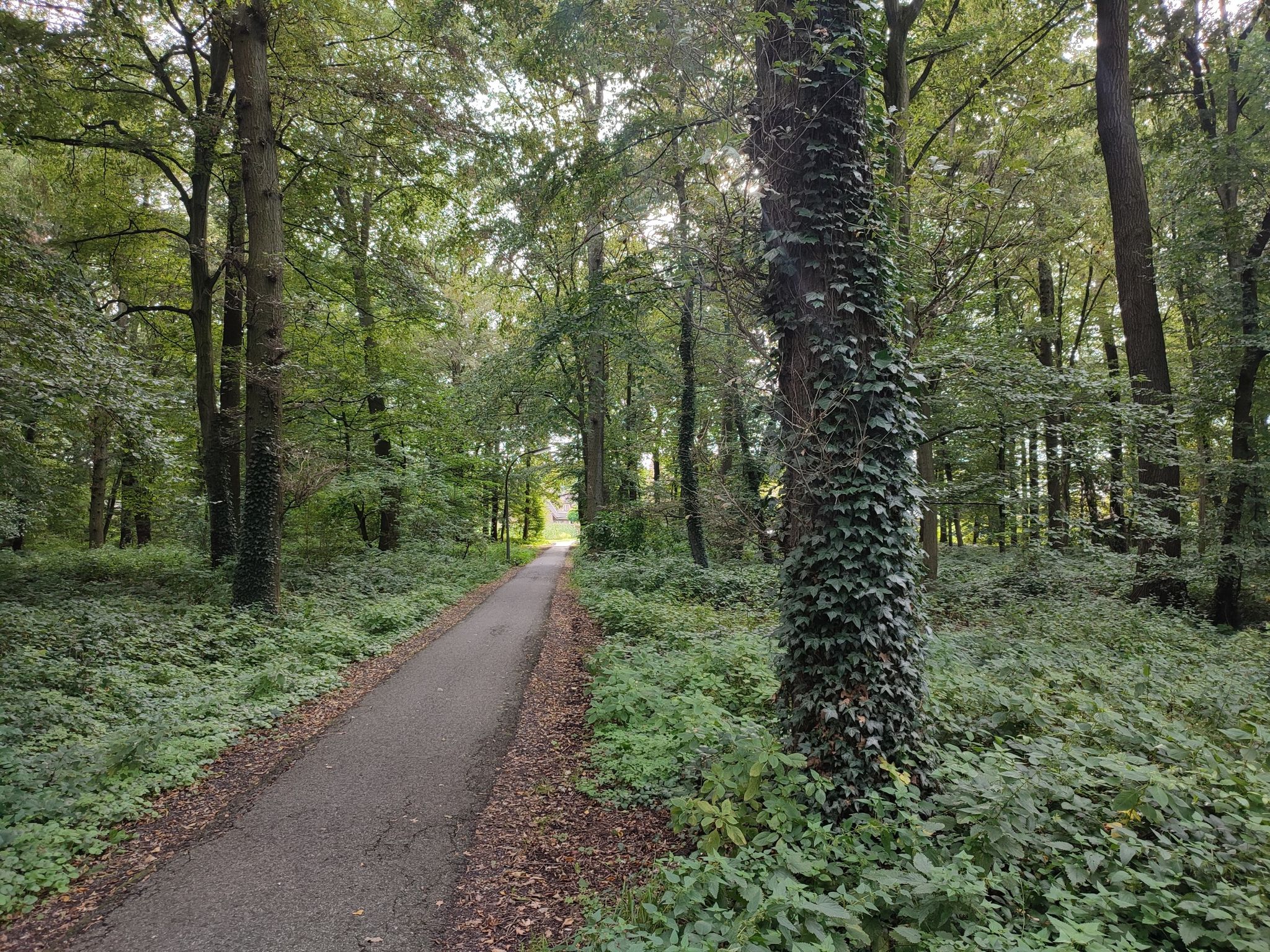 Bahnhofsweg, Breilbusch