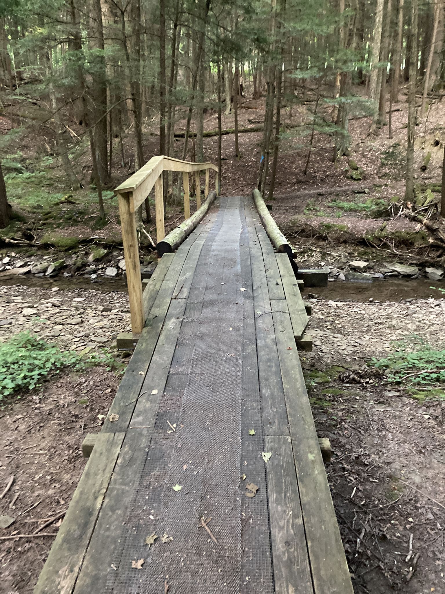 Wooden footbridge over a rocky stream in a quiet, green forest. - Tracy Ridge Trail