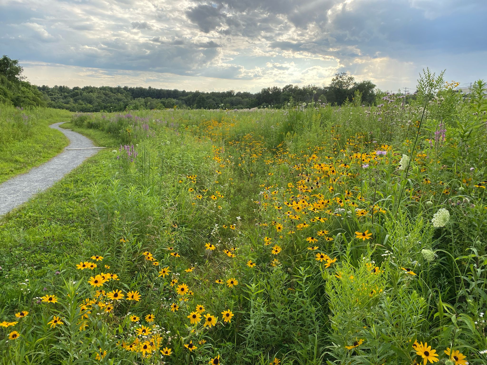 Gravel path winding through a vibrant meadow of yellow wildflowers under a cloudy sky. - Whispering Hill Loop