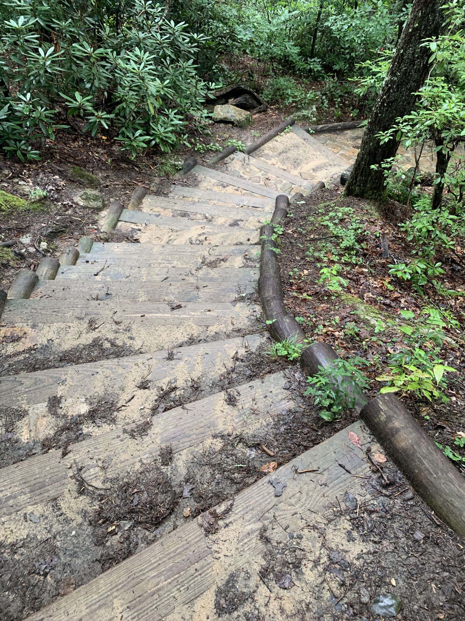 Muddy wooden steps lead down into a lush, green, and damp forest. - Benton Falls loop from Clemmer Trailhead parking area