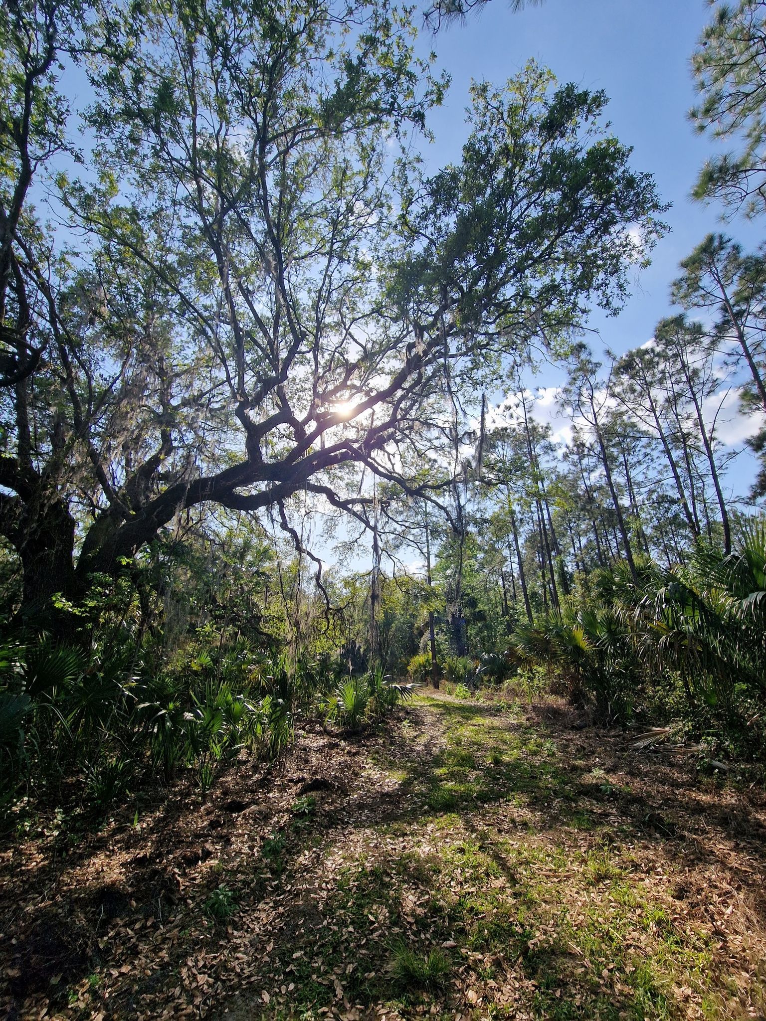 A sun-drenched forest path with a large tree and bright sun flare. - Lake Jesup Observation Platform Trail