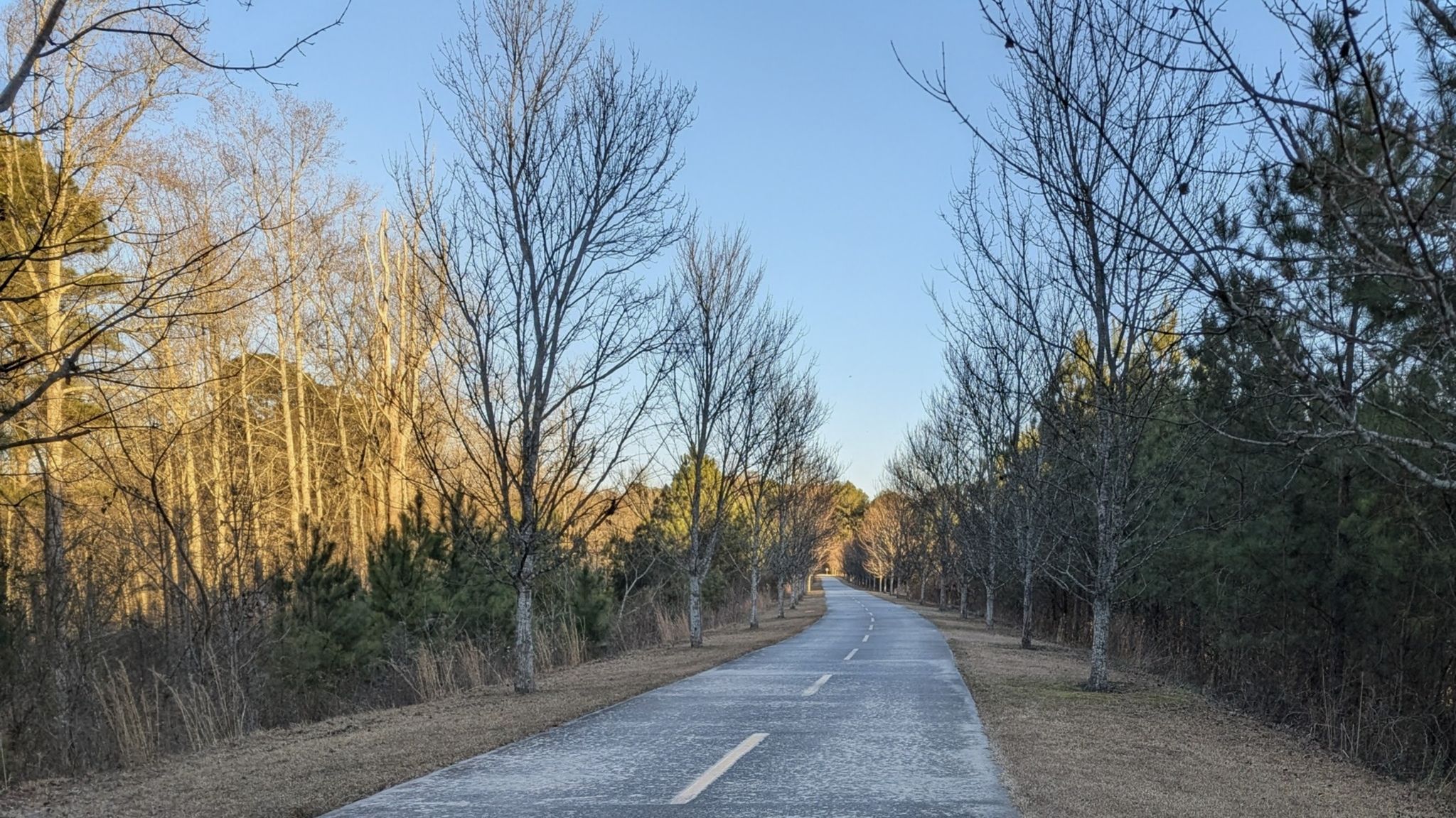 Paved path through bare winter trees and evergreen pines under clear sky. - Power Springs loop