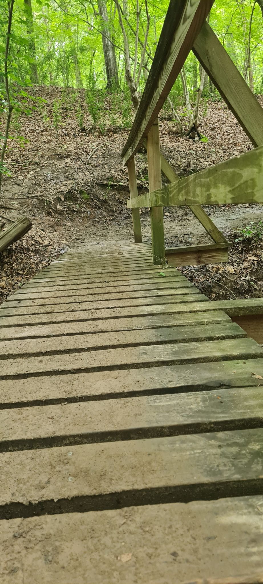Wooden footbridge over a stream, leading up a dirt path into a green forest. - Cove Trail