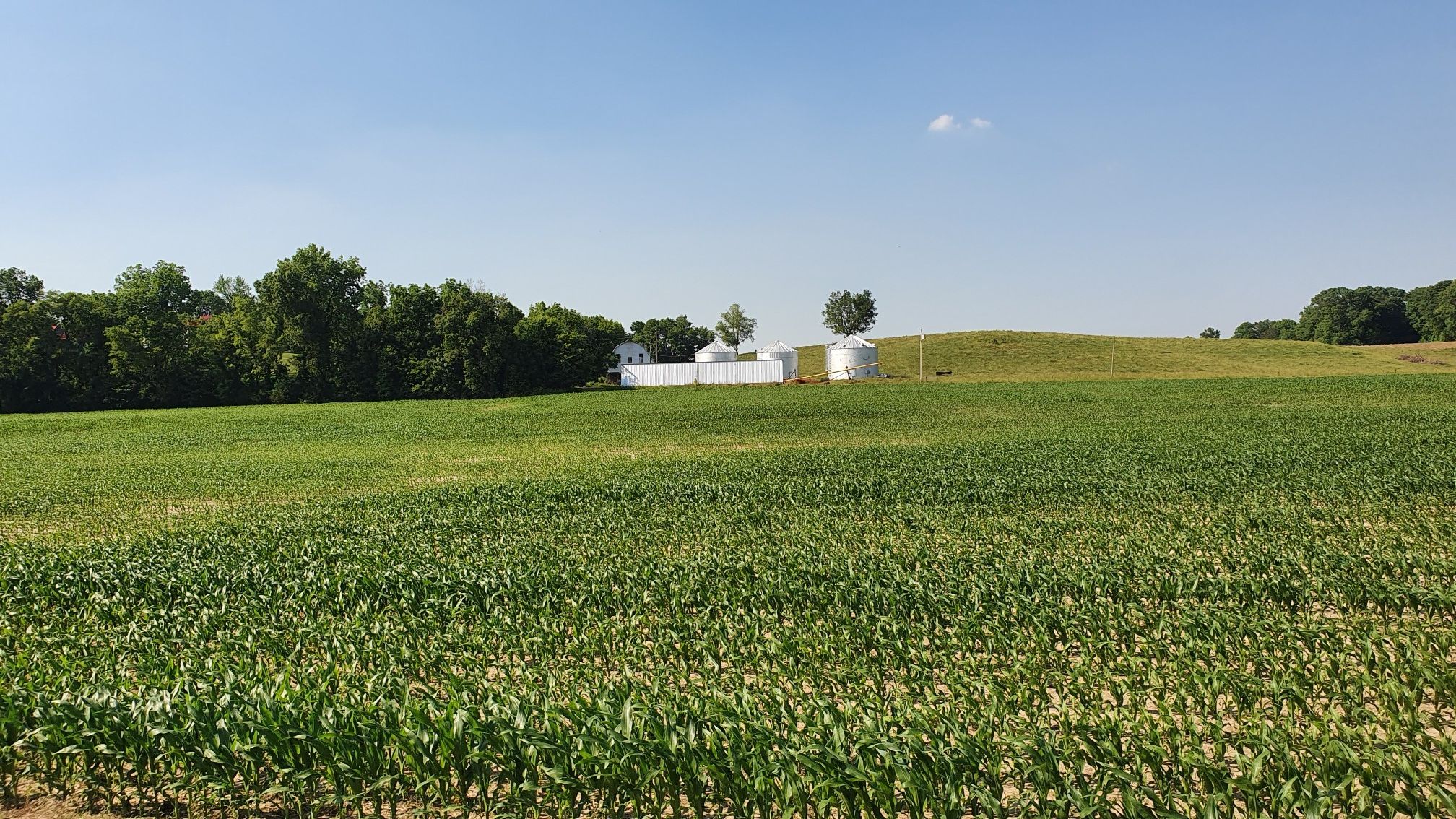 A green cornfield stretches towards distant farm buildings under a clear sky. - Roadbike loop from Warrenton