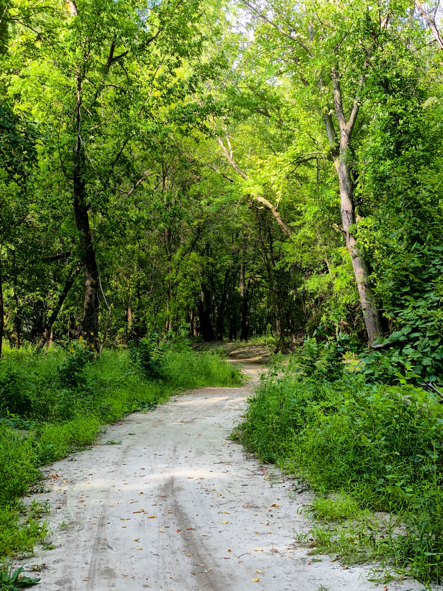 A winding dirt path through a dense, sunlit green forest. - Pioneer Trail and Flying Cloud Drive Loop