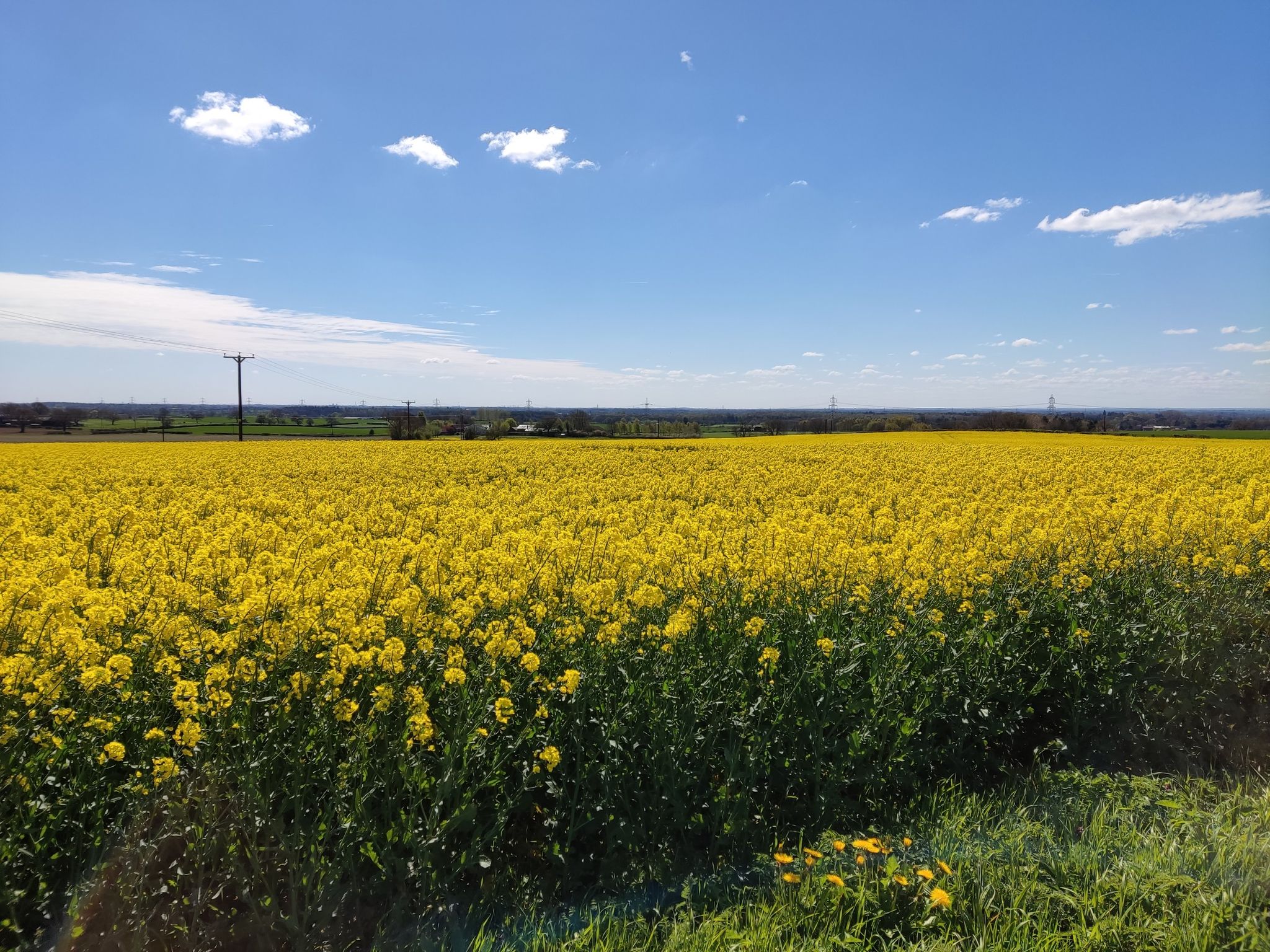Rapeseed, near Easingwold