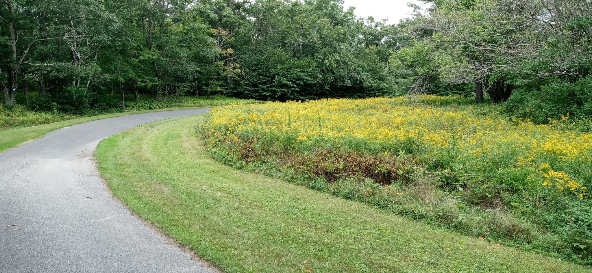 A paved path curves beside a vibrant field of yellow wildflowers and green trees. - Taconic Crest Trail