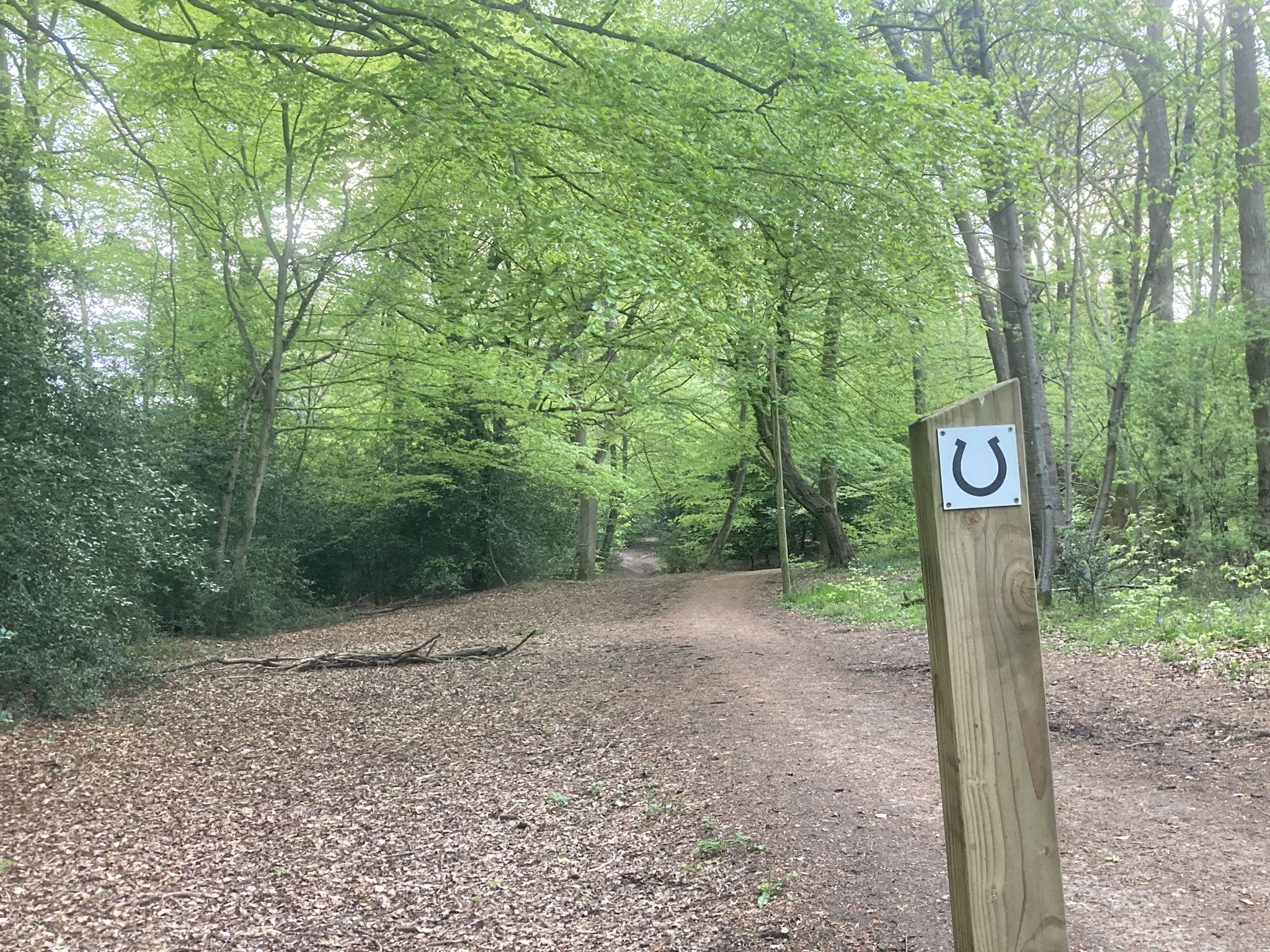 Hodge more woods