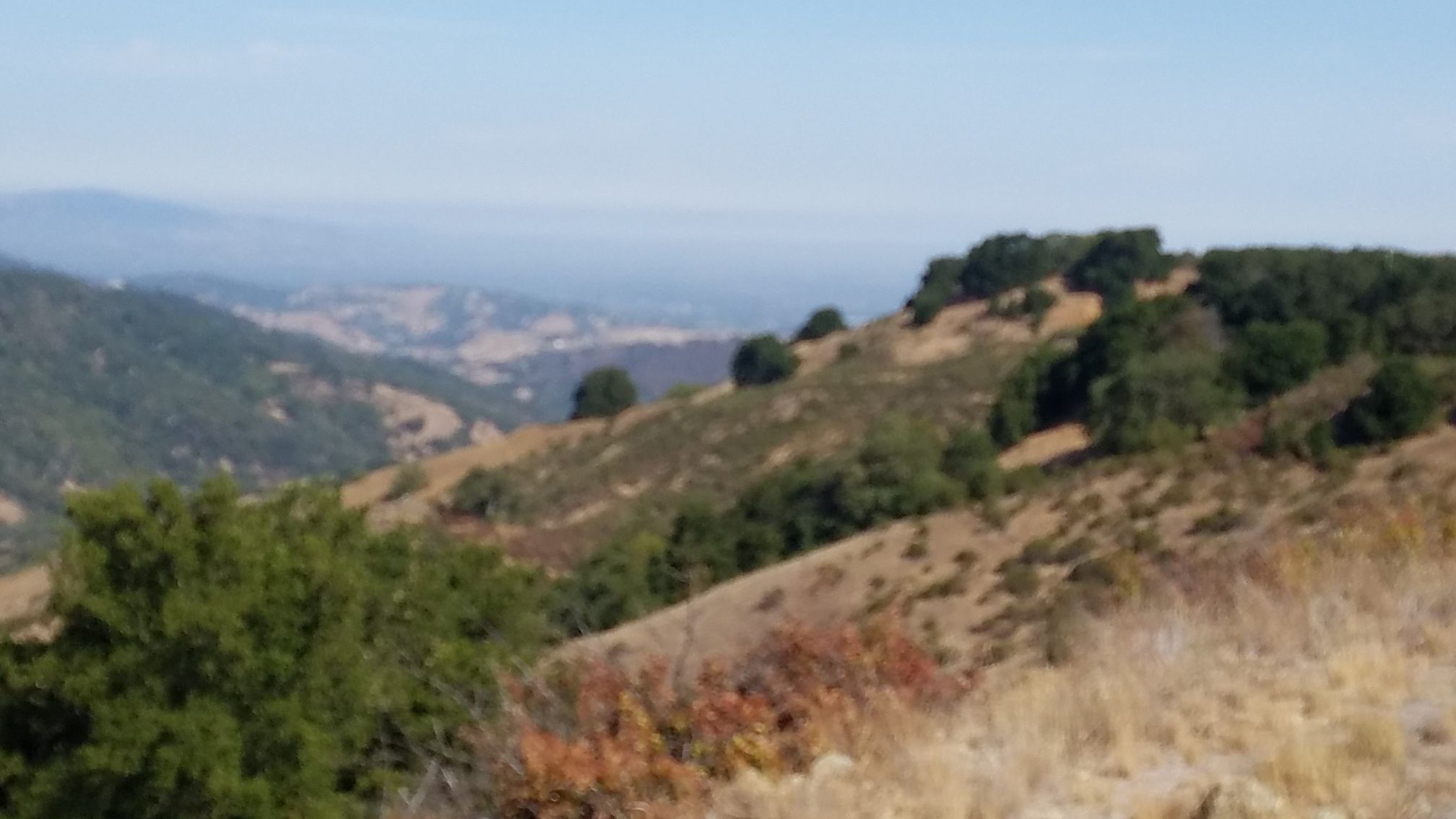 Sunny view of rolling hills with dry grass and scattered trees. - Day Tunnel Trail – Hacienda Trail loop from Almaden Quicksilver County Park