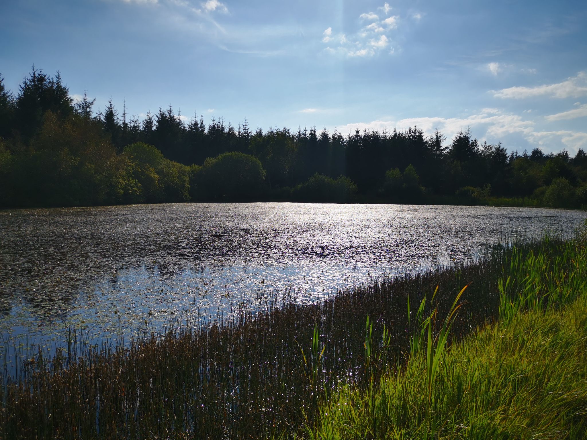 Waldsee Tversted Plantage