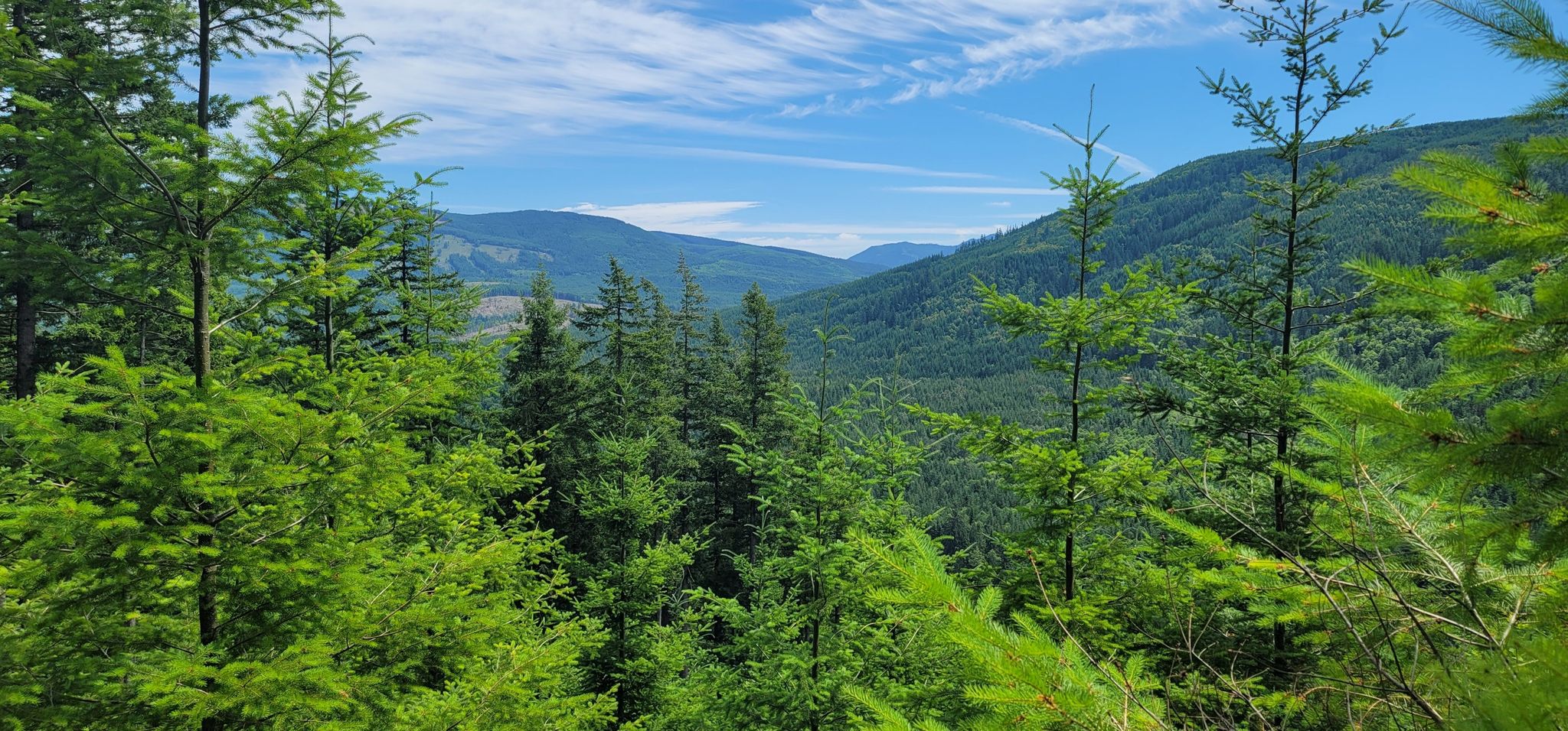 Lush green forest with distant mountains under a bright blue sky. - East Tiger Mountain loop