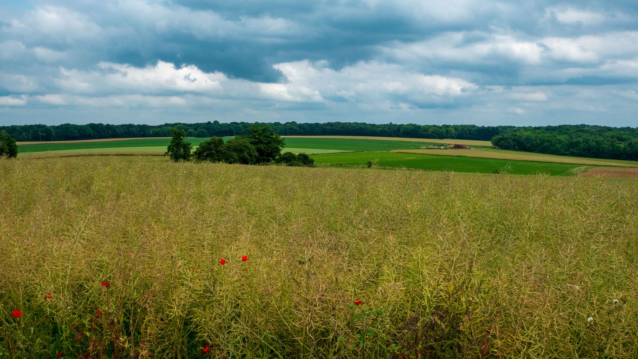 Panorama