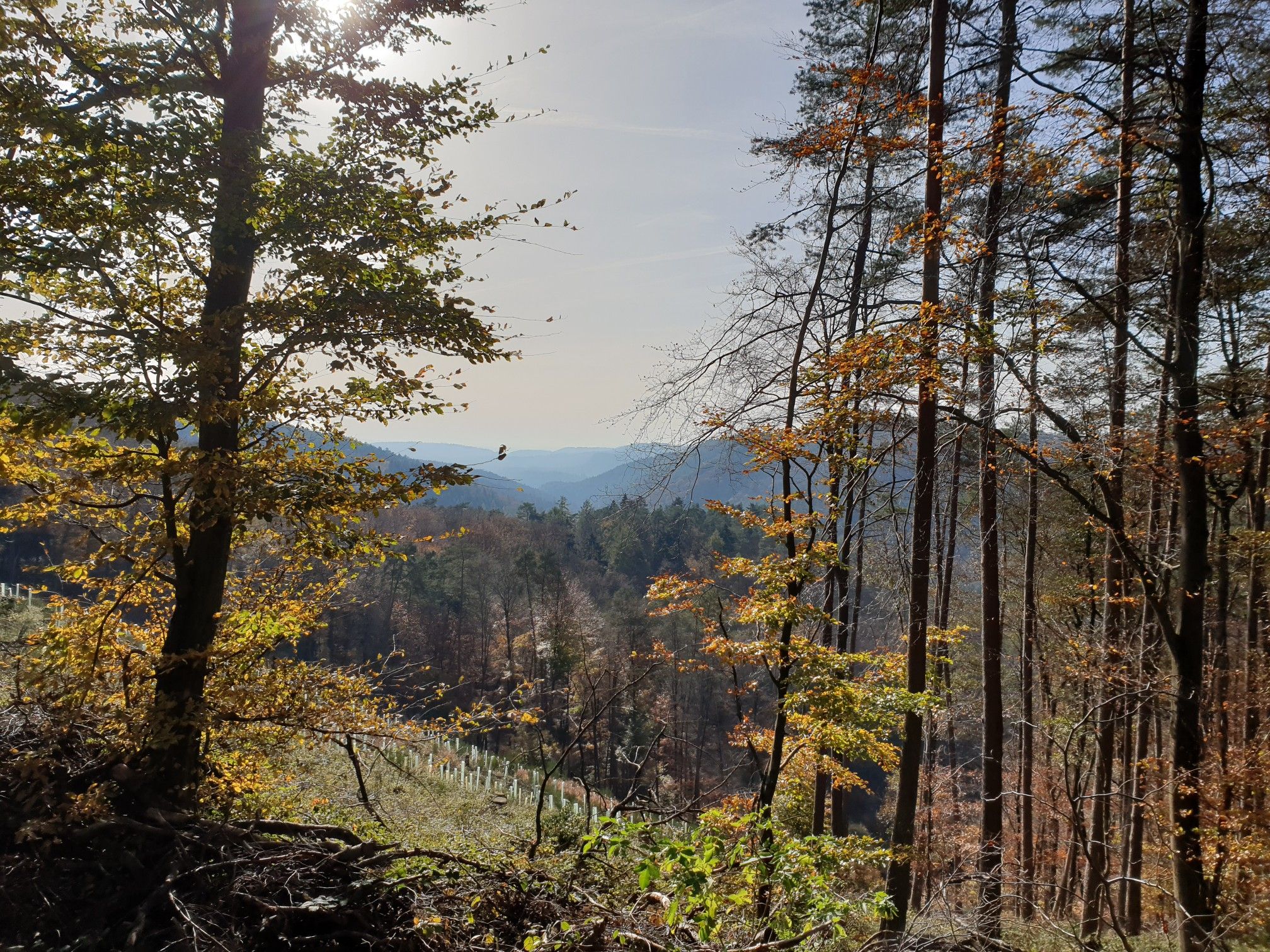 next to hochmark