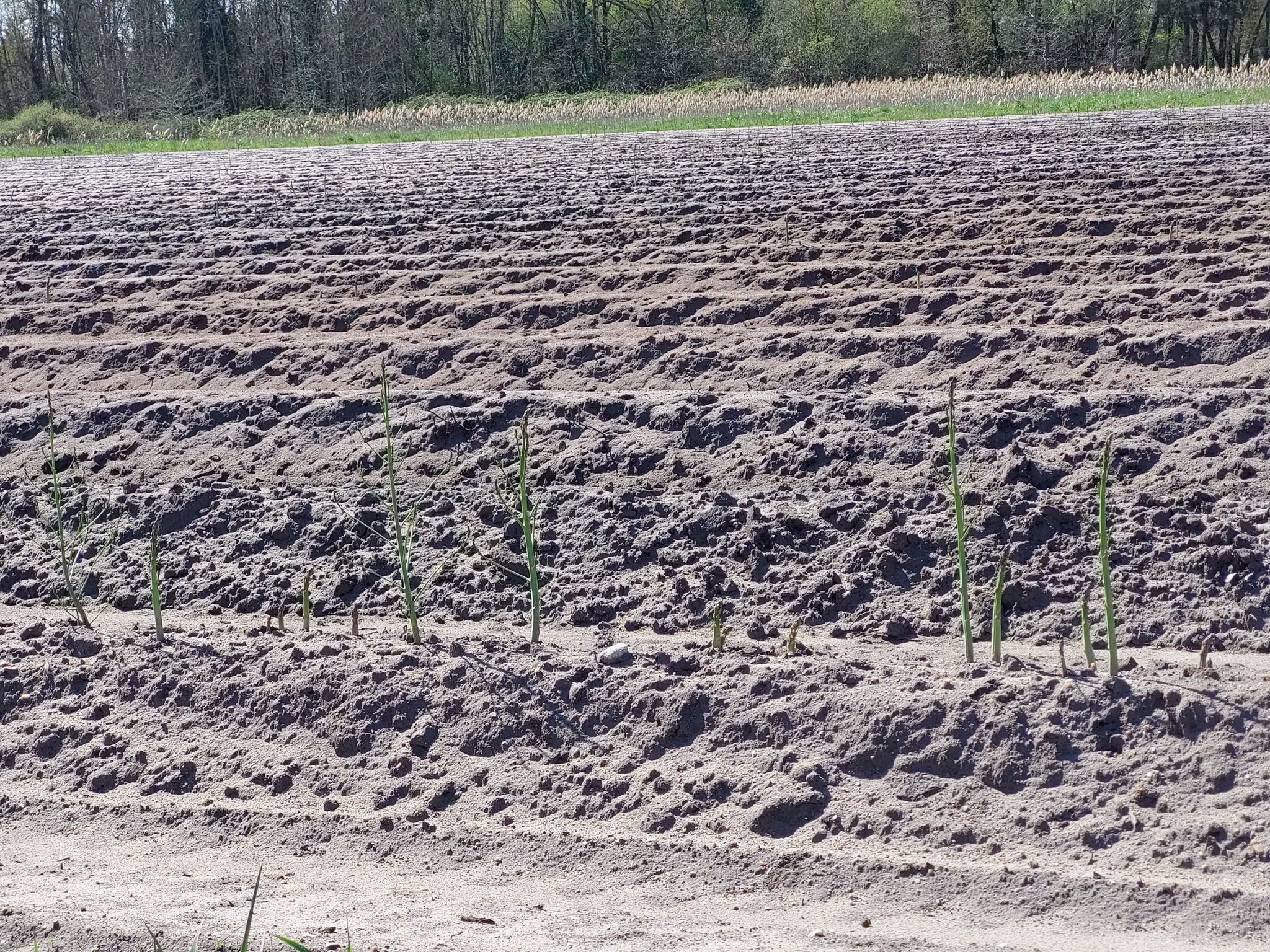 Aspergeveld: groene asperges ipv witte.