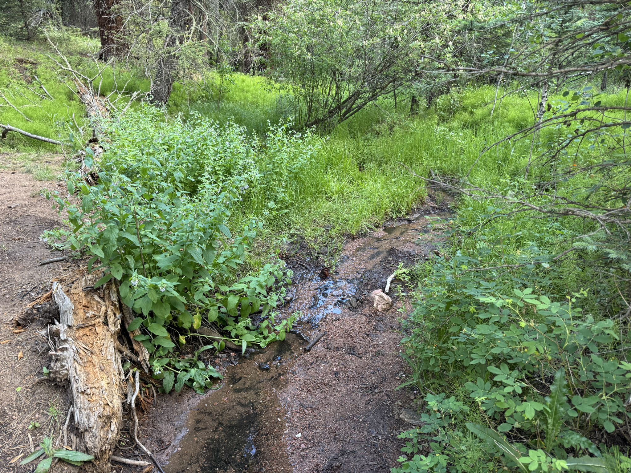 Small stream flowing through a lush, green forest under soft light. - Wellington Lake loop