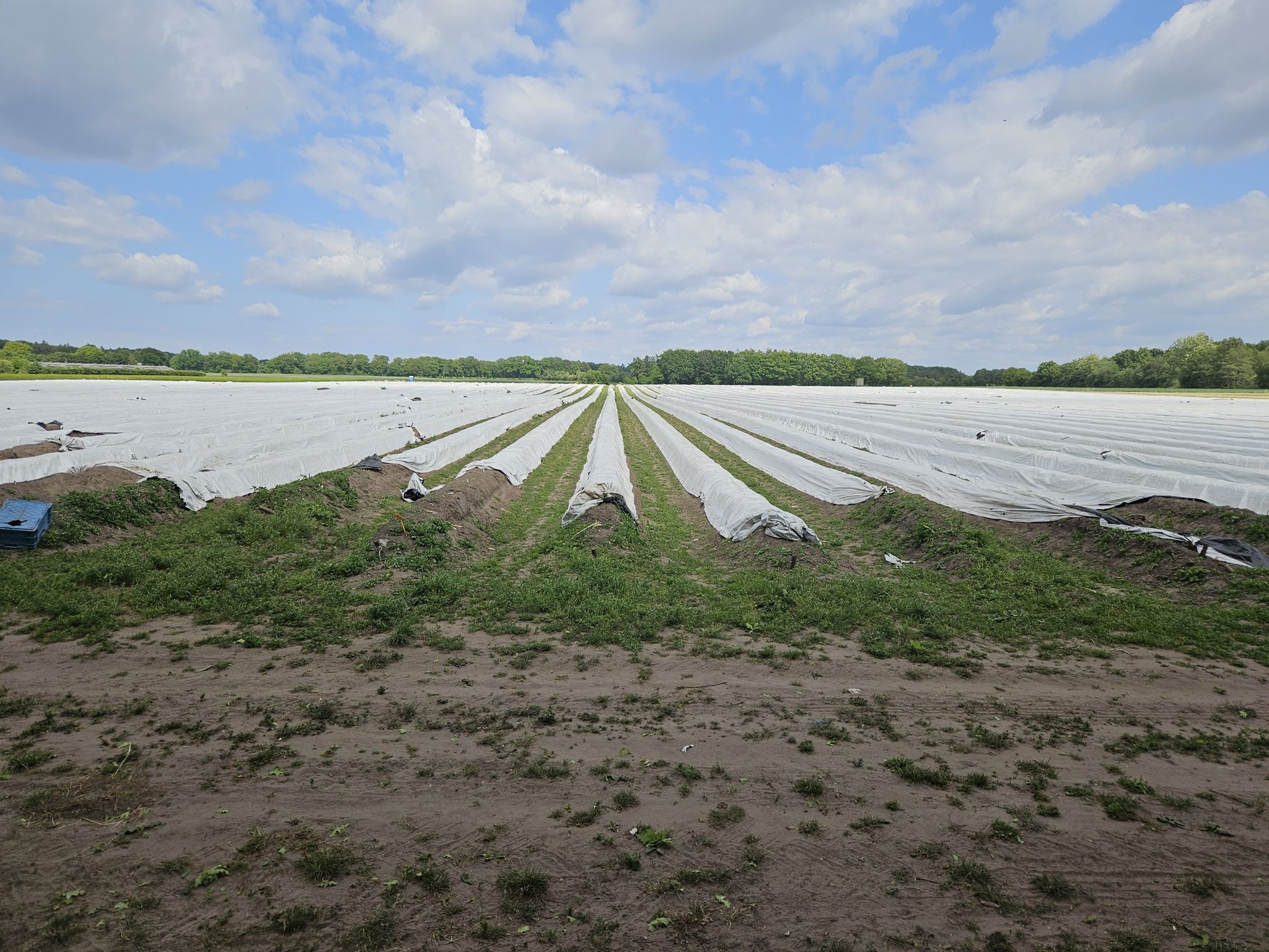 Spargel Feld