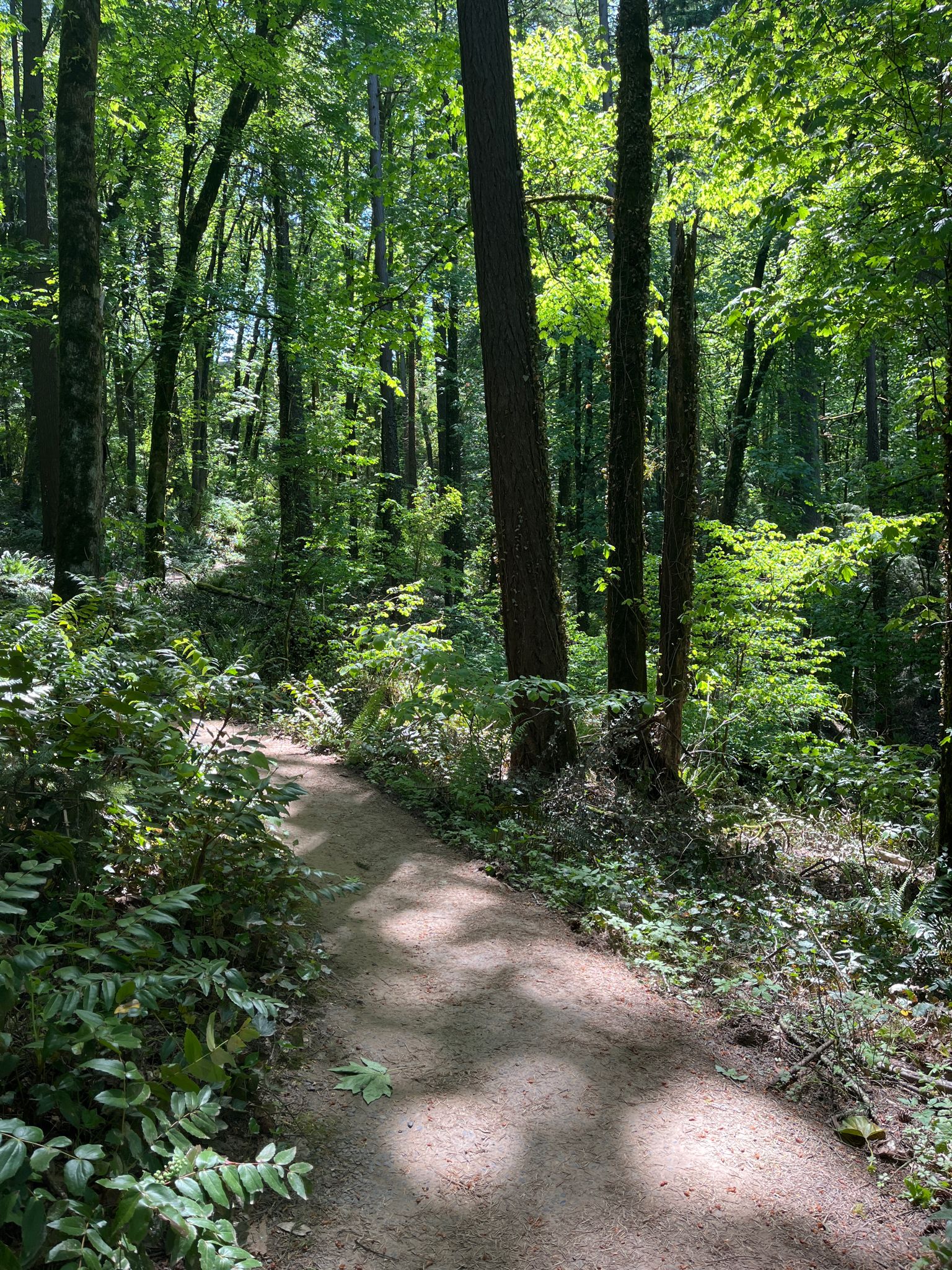 Sunny forest path winding through dense green trees and ferns. - MAX to MAC