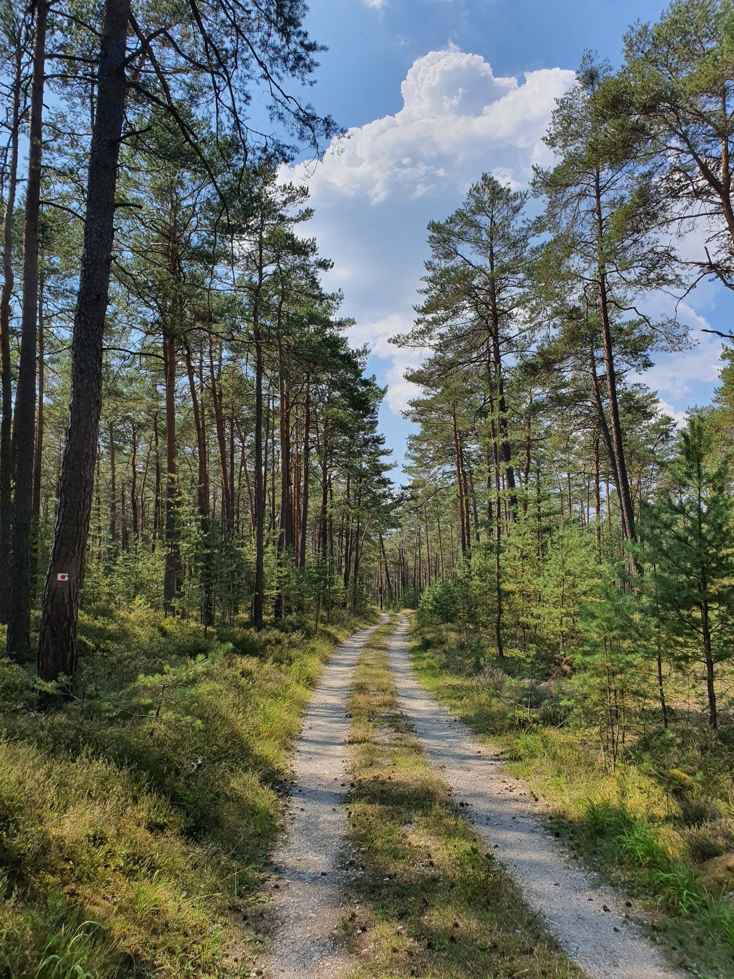 Weg durch den Urwald