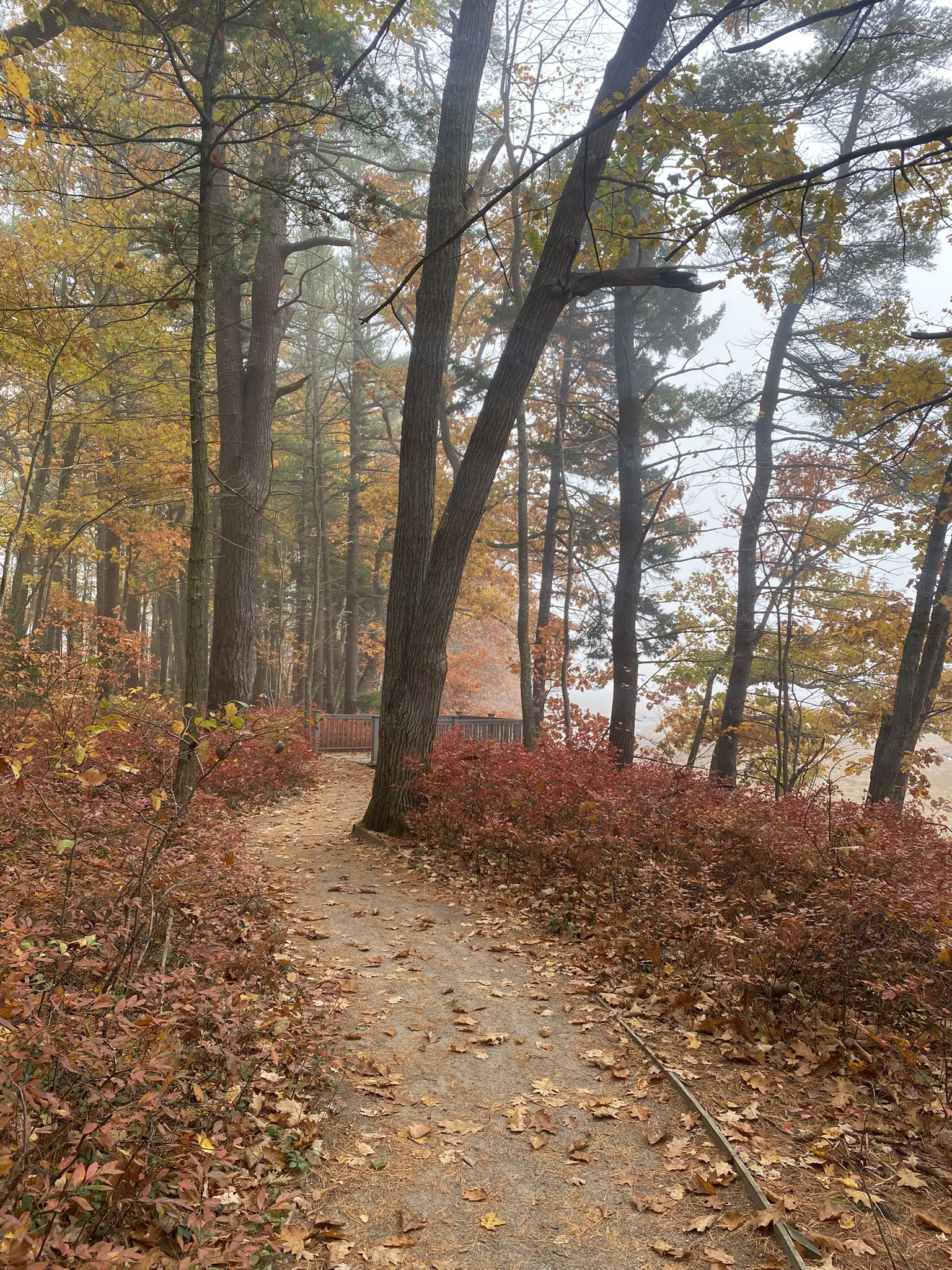 A forest path covered in autumn leaves, surrounded by colorful trees and mist. - Carson Trail