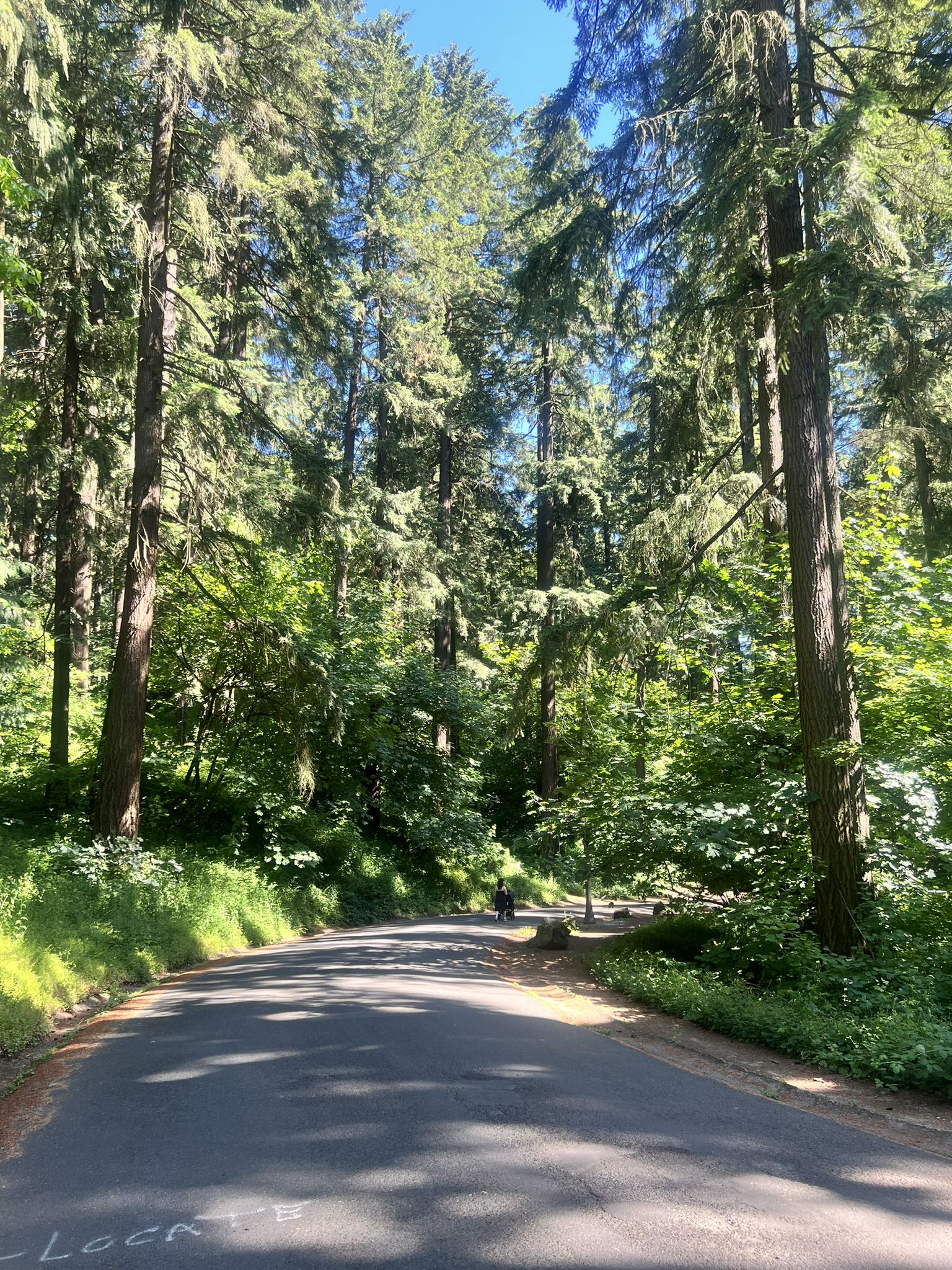 Paved road winding through a sunlit forest with tall evergreen trees. - Green Trail