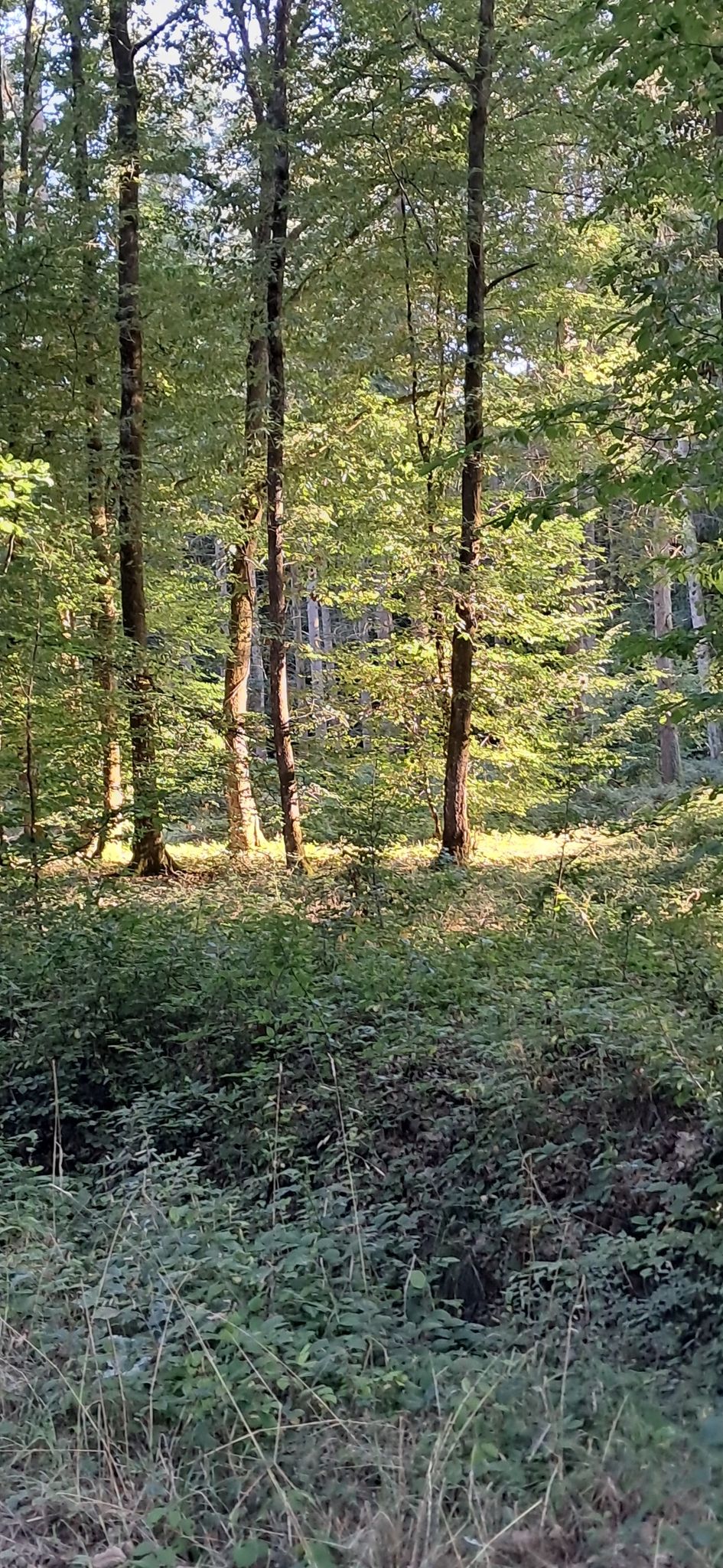 planque de geocache
