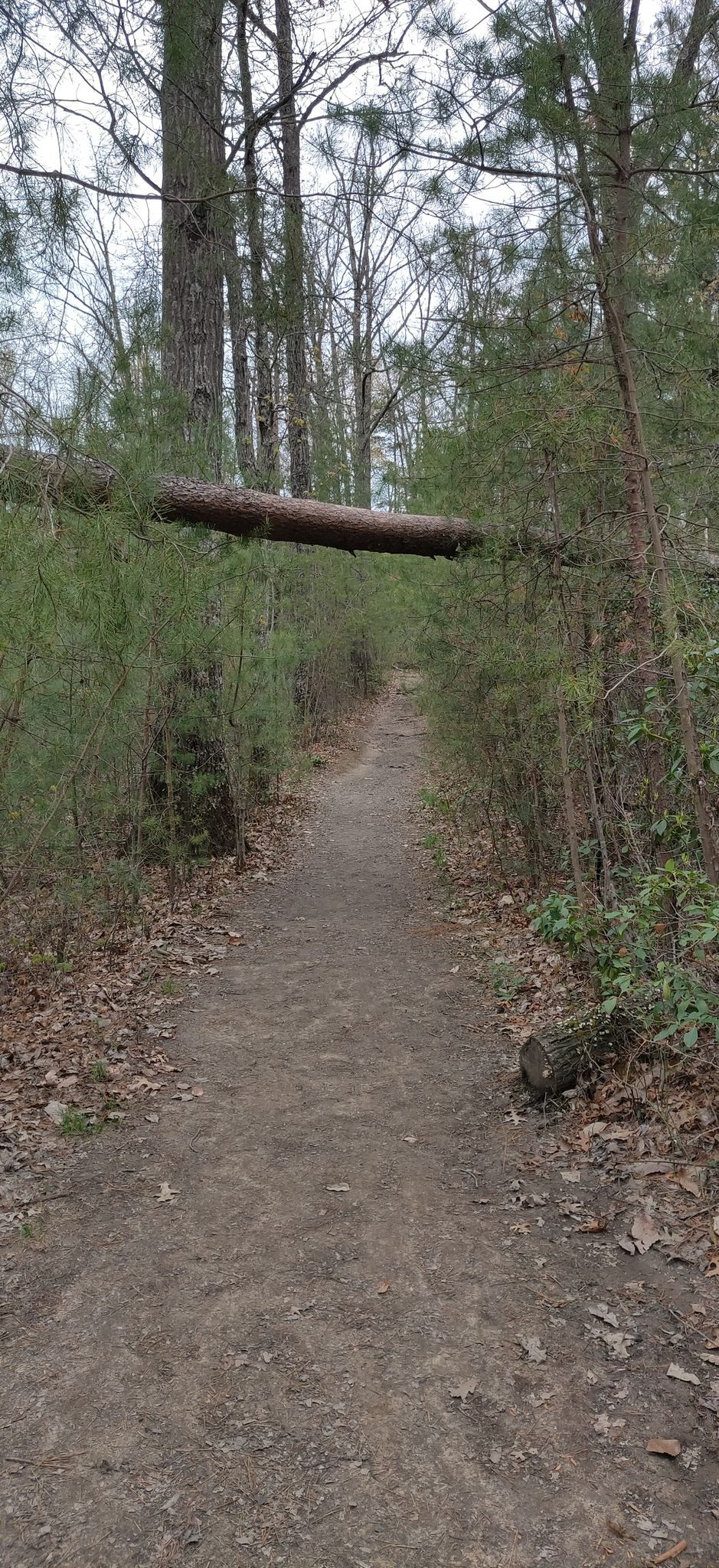 A narrow dirt path through a forest with a large log fallen across. - Gray's Arch Trail #205