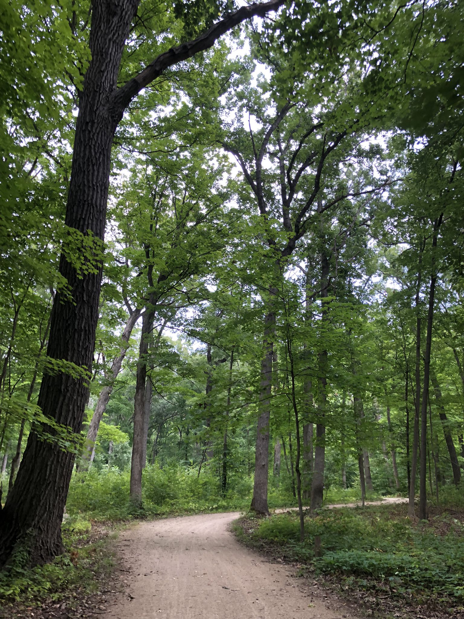 A winding dirt path through a dense, tall green forest with dappled light. - Des Plaines River Trail – Des Plaines River Trail loop from Mettawa