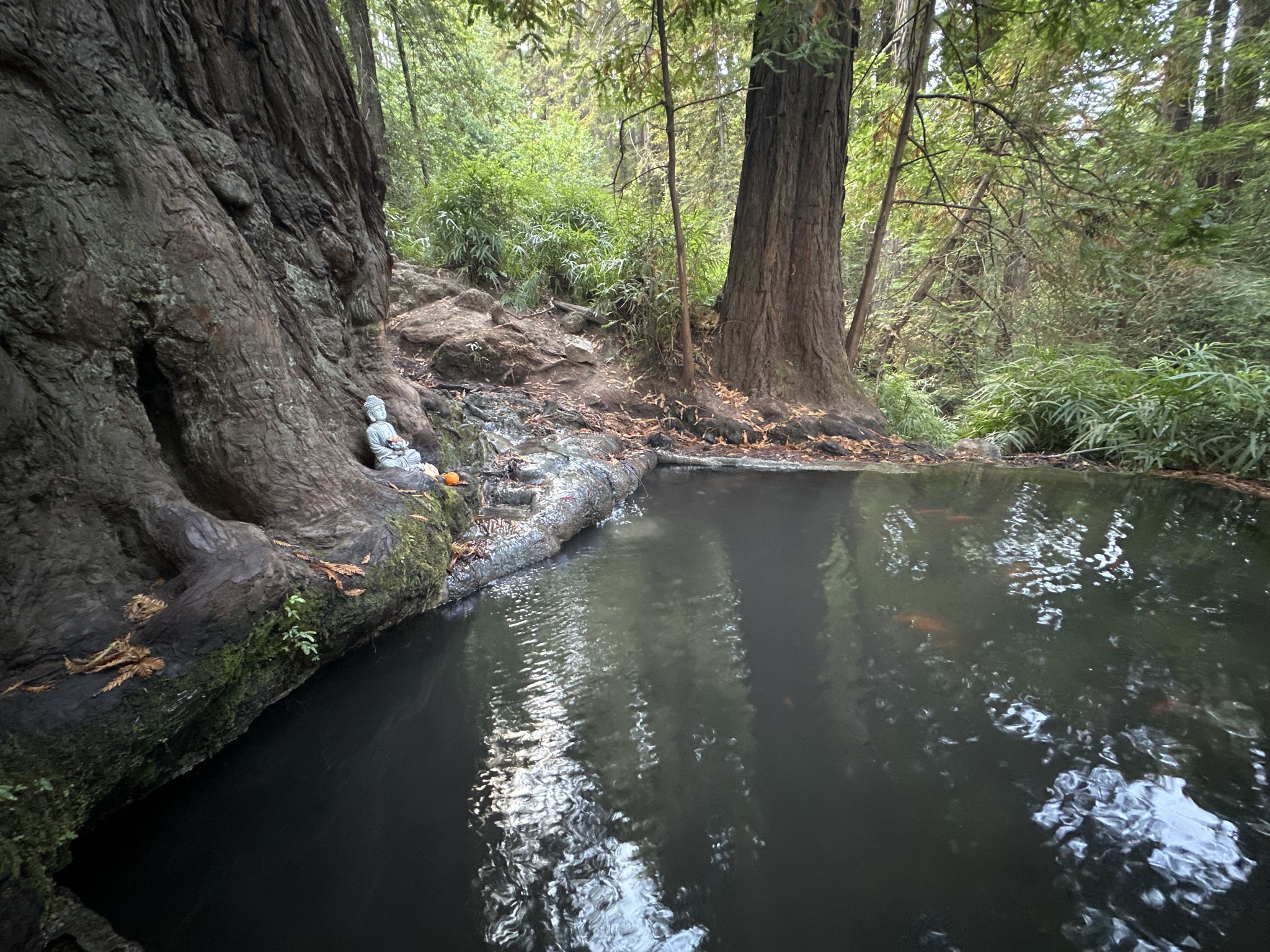 Dark forest pool with tree roots and a small statue, dappled light. - Horse Trough Spring – Spring Trail loop from University of California, Santa Cruz