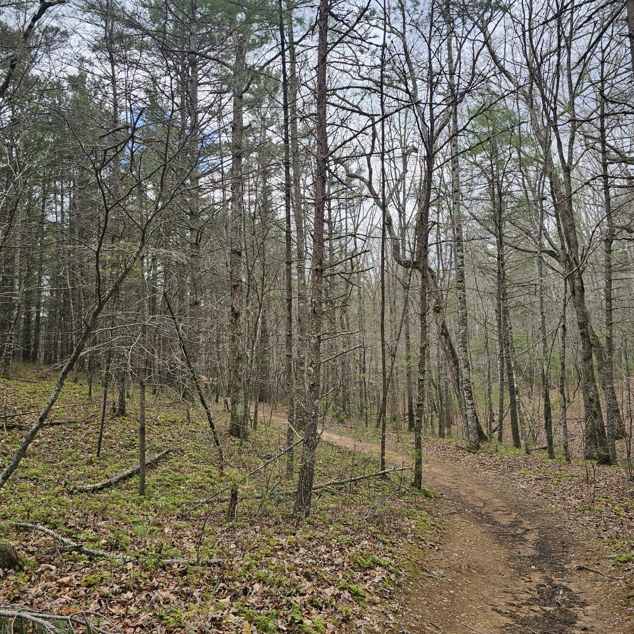 Dirt path winding through a forest with tall, mostly bare trees. - Gateway Trail to Jacob's Ladder to Snakeroot Loop Trail