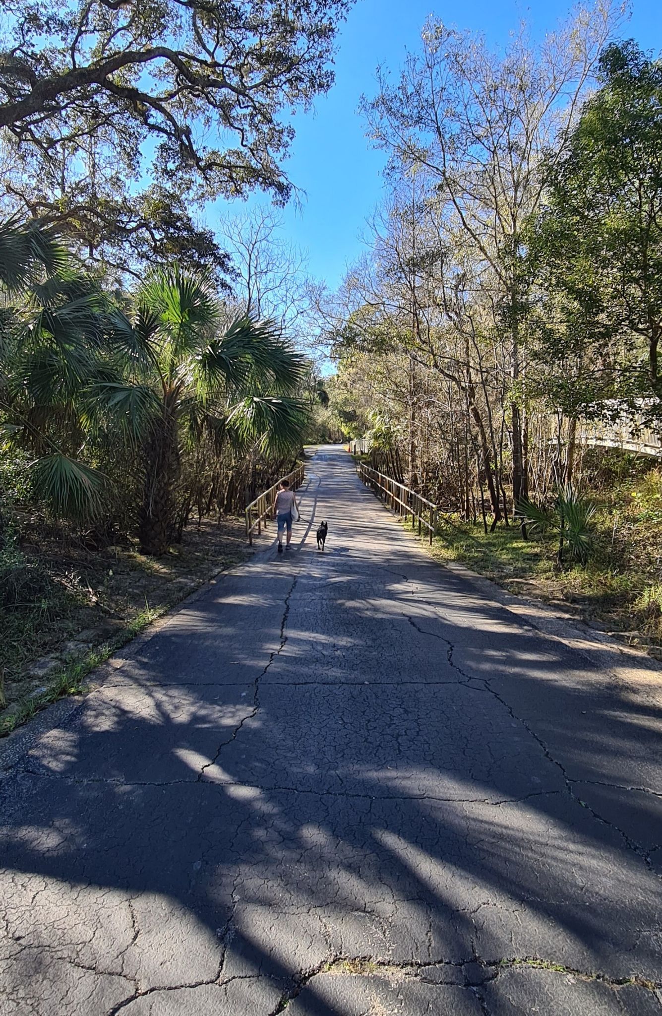 A person walks a small dog down a sunny, paved path lined with trees. - Flatwoods Conservation Park – Bridge over Trout Creek loop from Pepsi