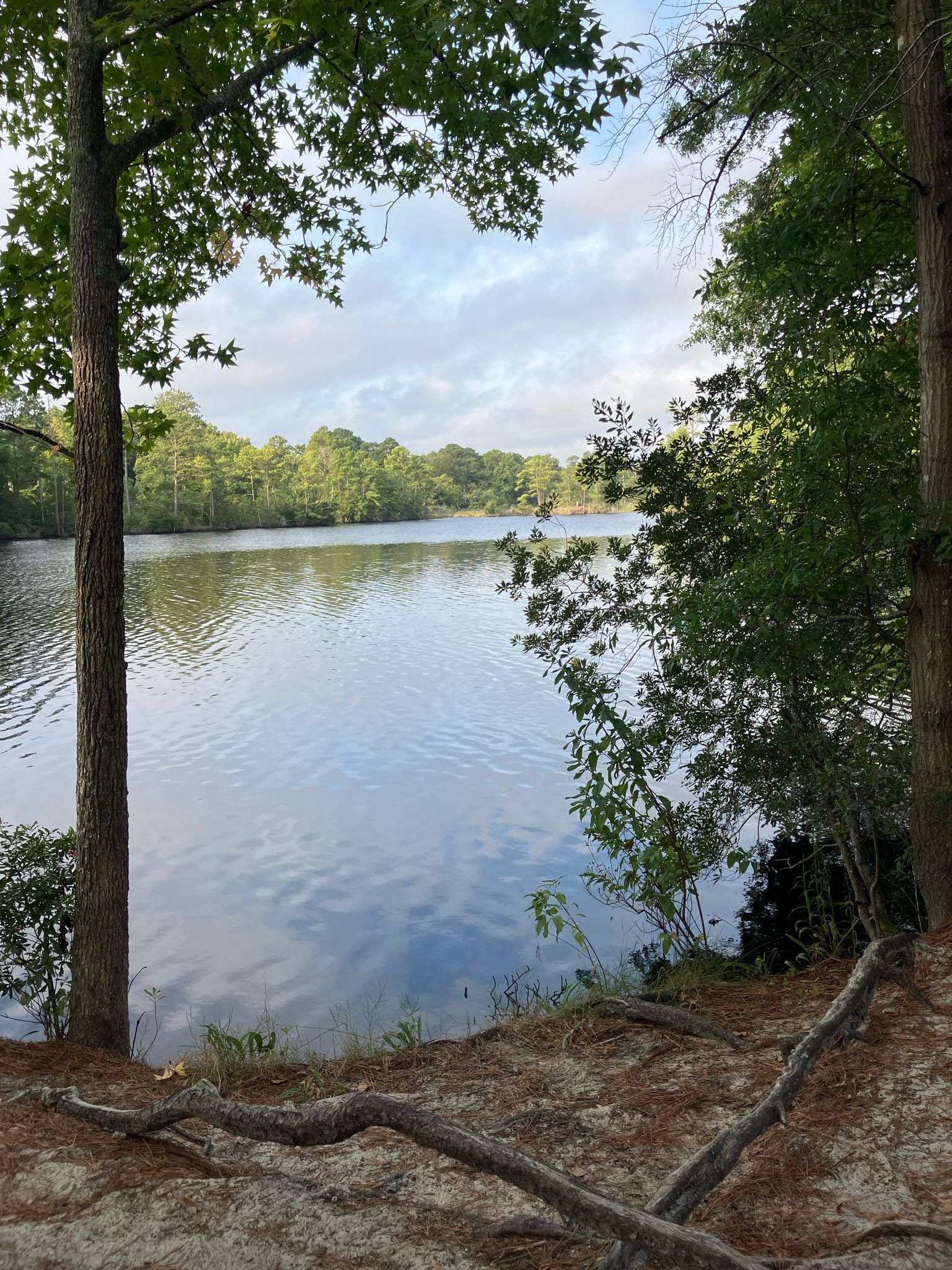 A calm lake surrounded by green trees under a cloudy sky, viewed from shore. - Virginia Beach – Neptune's Park loop from First Landing State Park