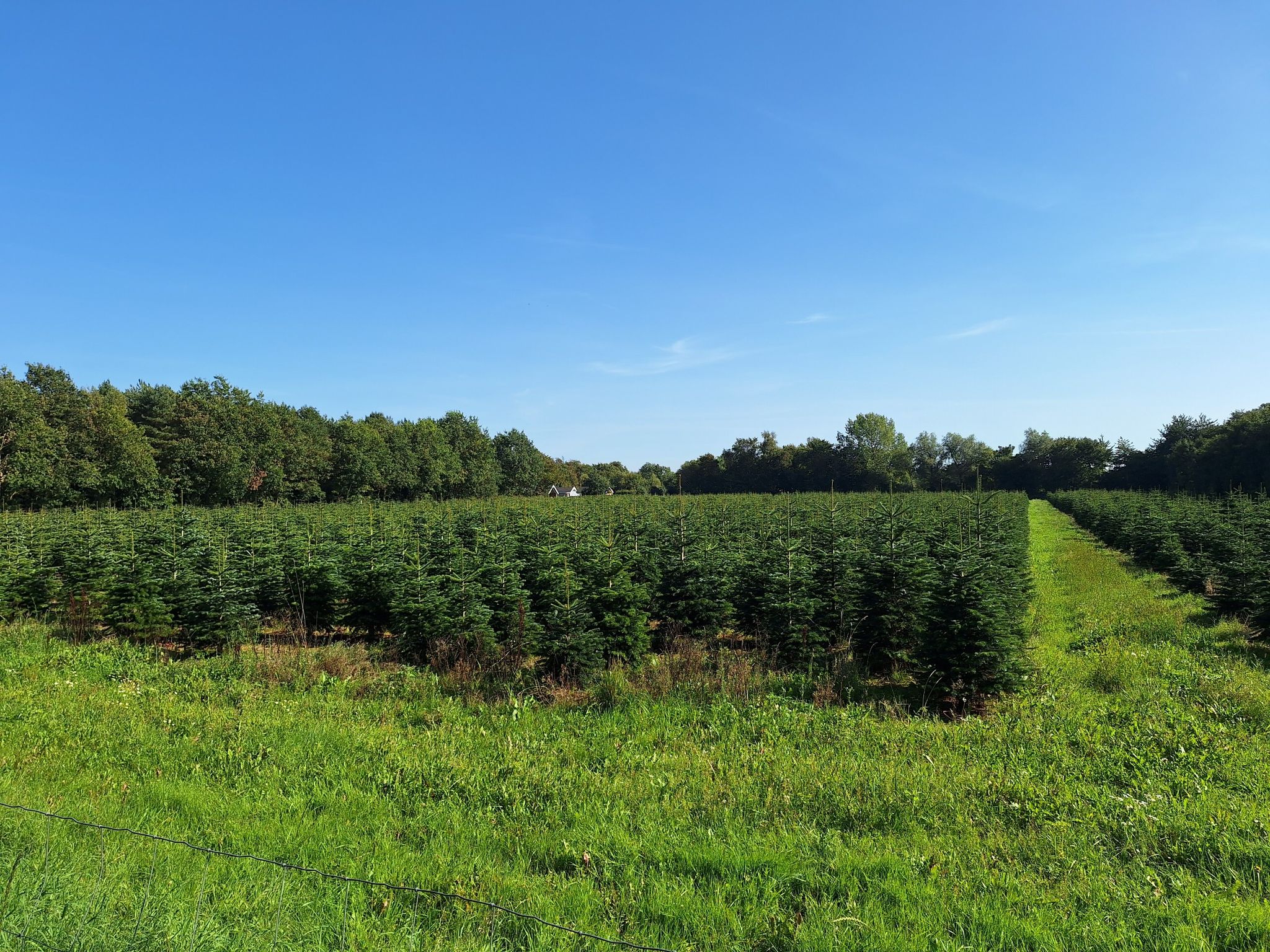 Weihnachtsbaum Plantage