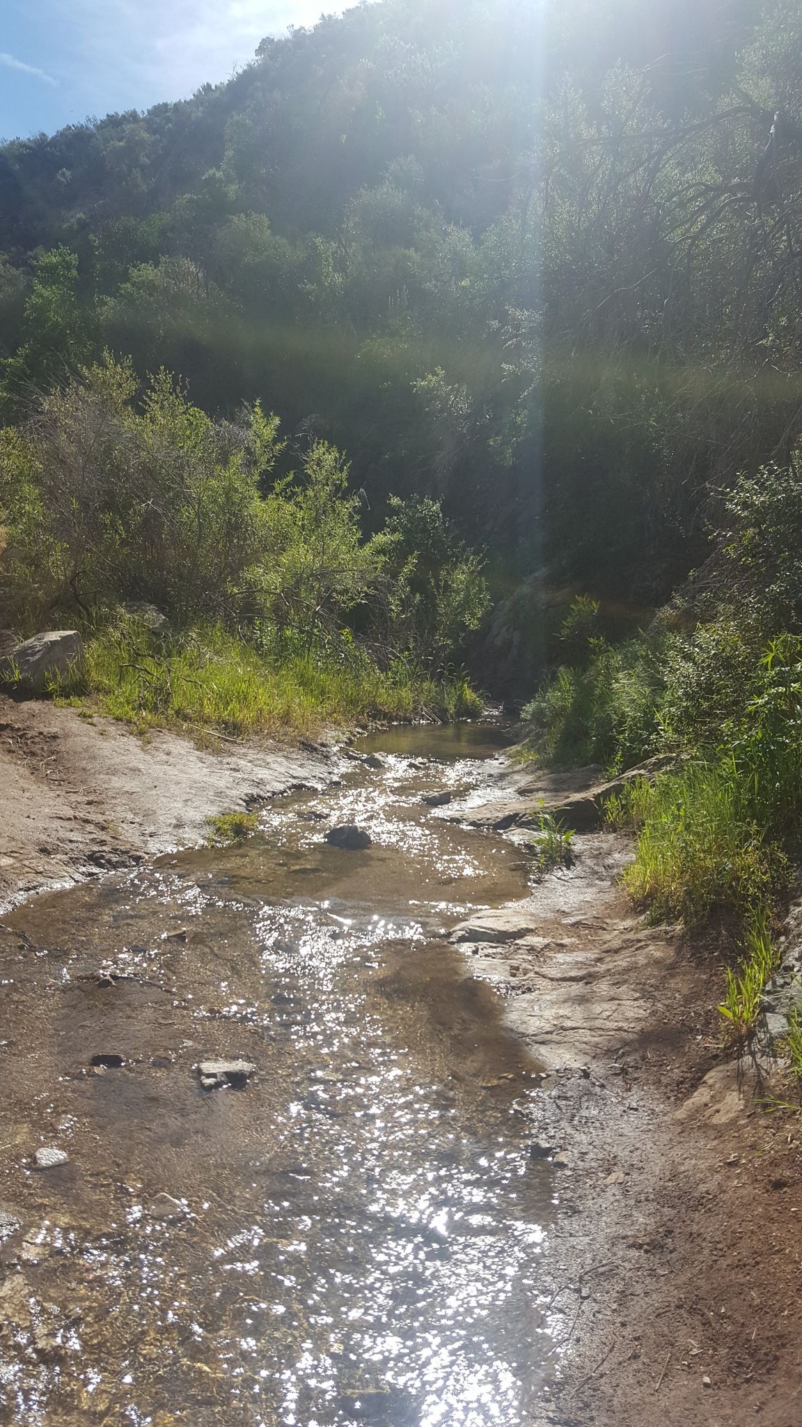 Sunlit shallow stream flows over rocks through a green, forested landscape. - Whitney Canyon Falls Trail