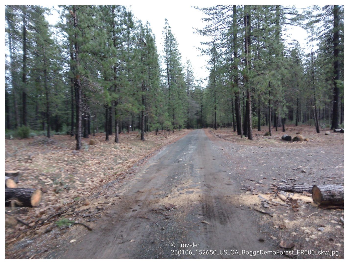 Dirt road through a dense pine forest with cut logs, under an overcast sky. - Boggs Mountain Loop