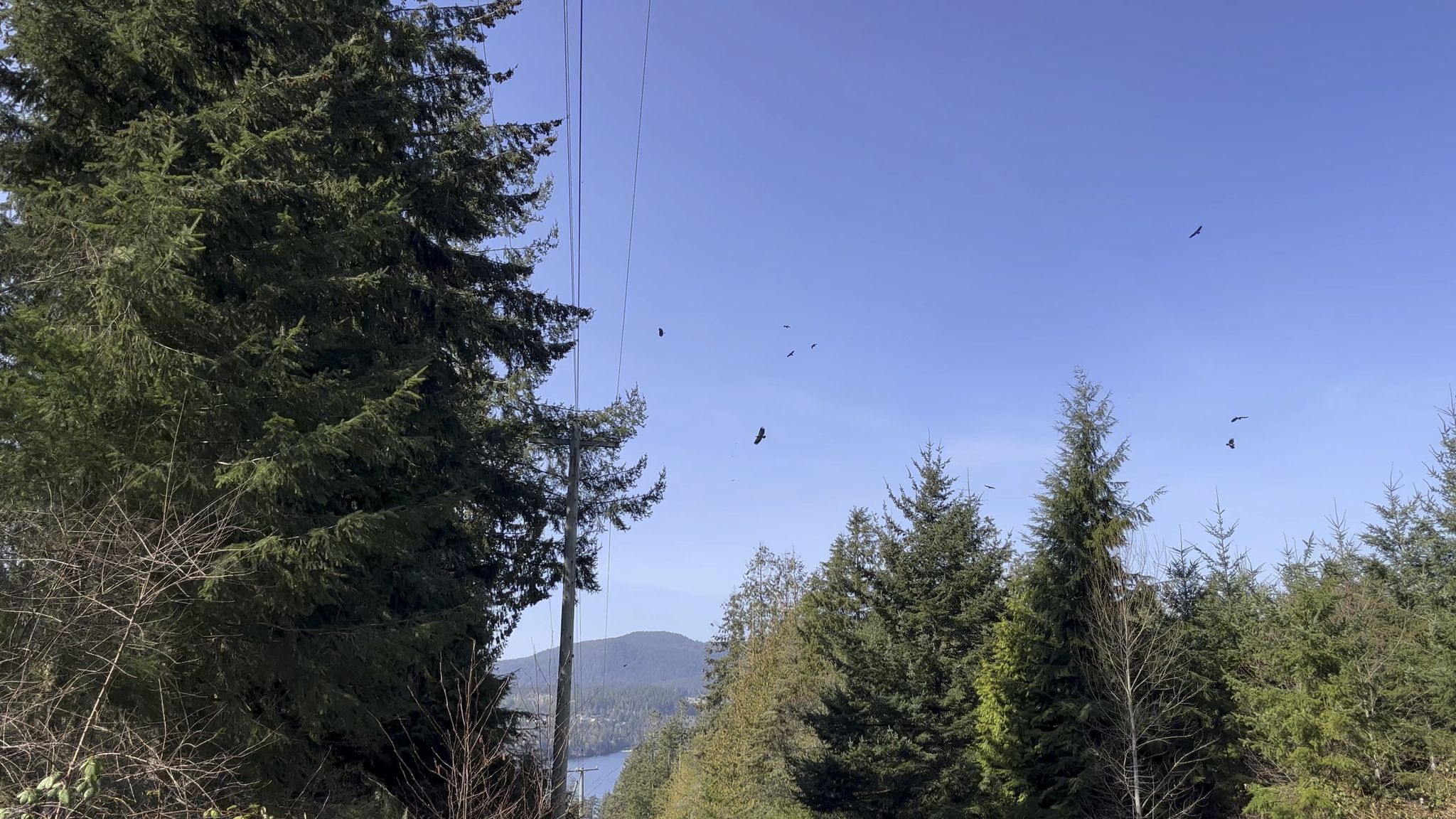 An eagle, some hawks, and other smaller birds were soaring on thermal updrafts.