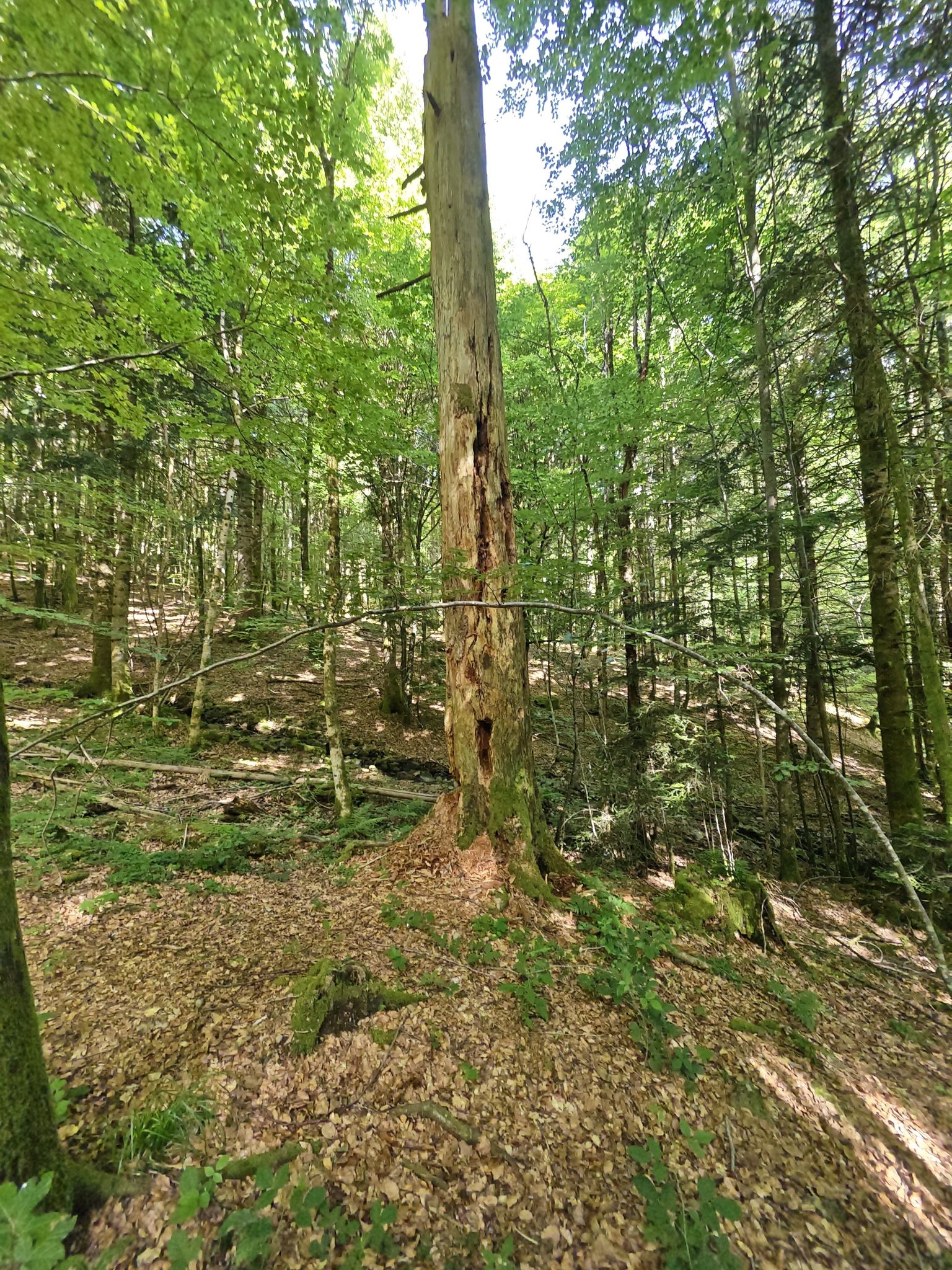 arbre 🪵 en Mauvais état 