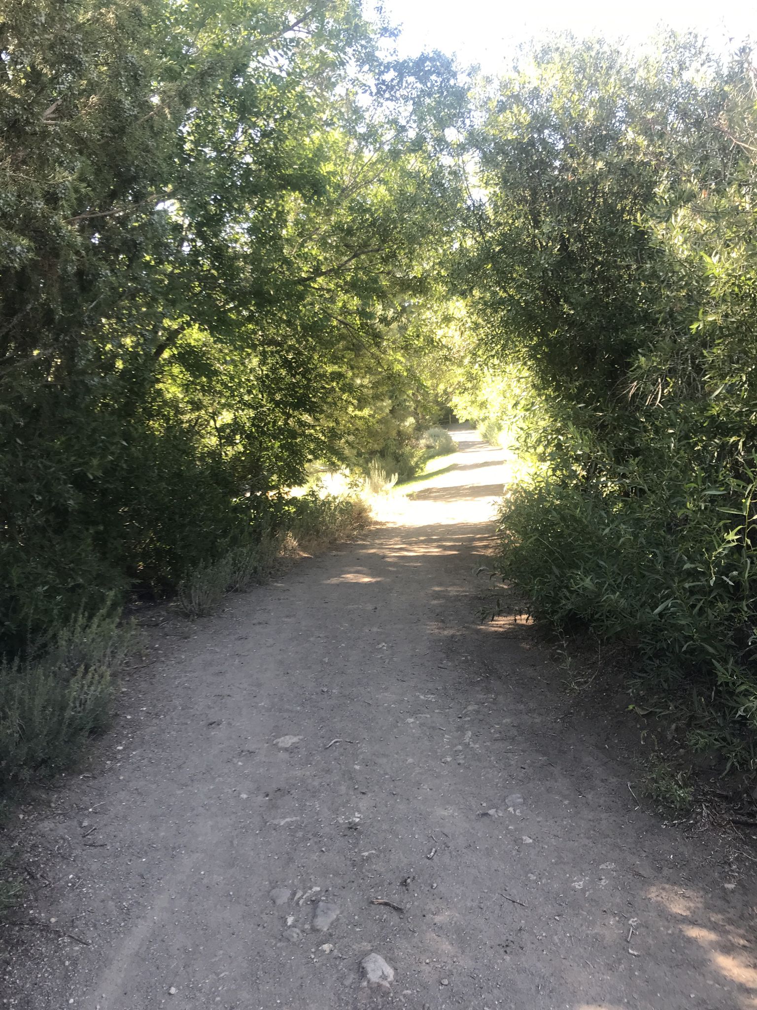 Trail is shaded by dense trees as it winds along with the steamboat ditch stream.