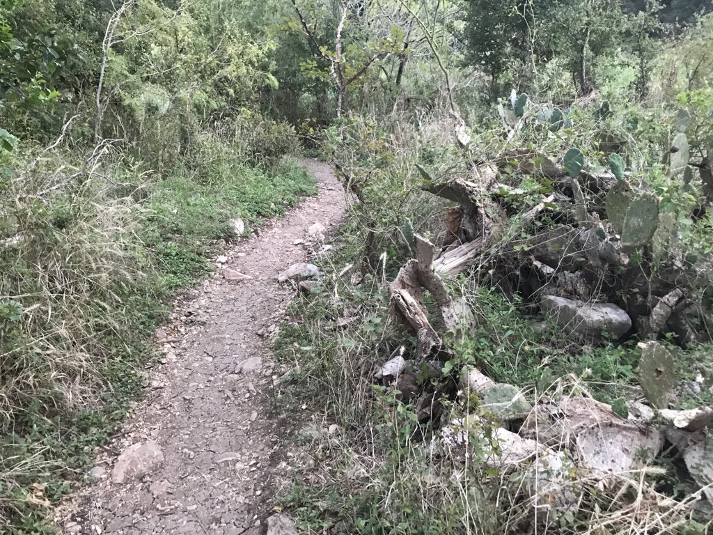 A narrow dirt path winding through dense green vegetation and cacti. - Dante's Trail Loop
