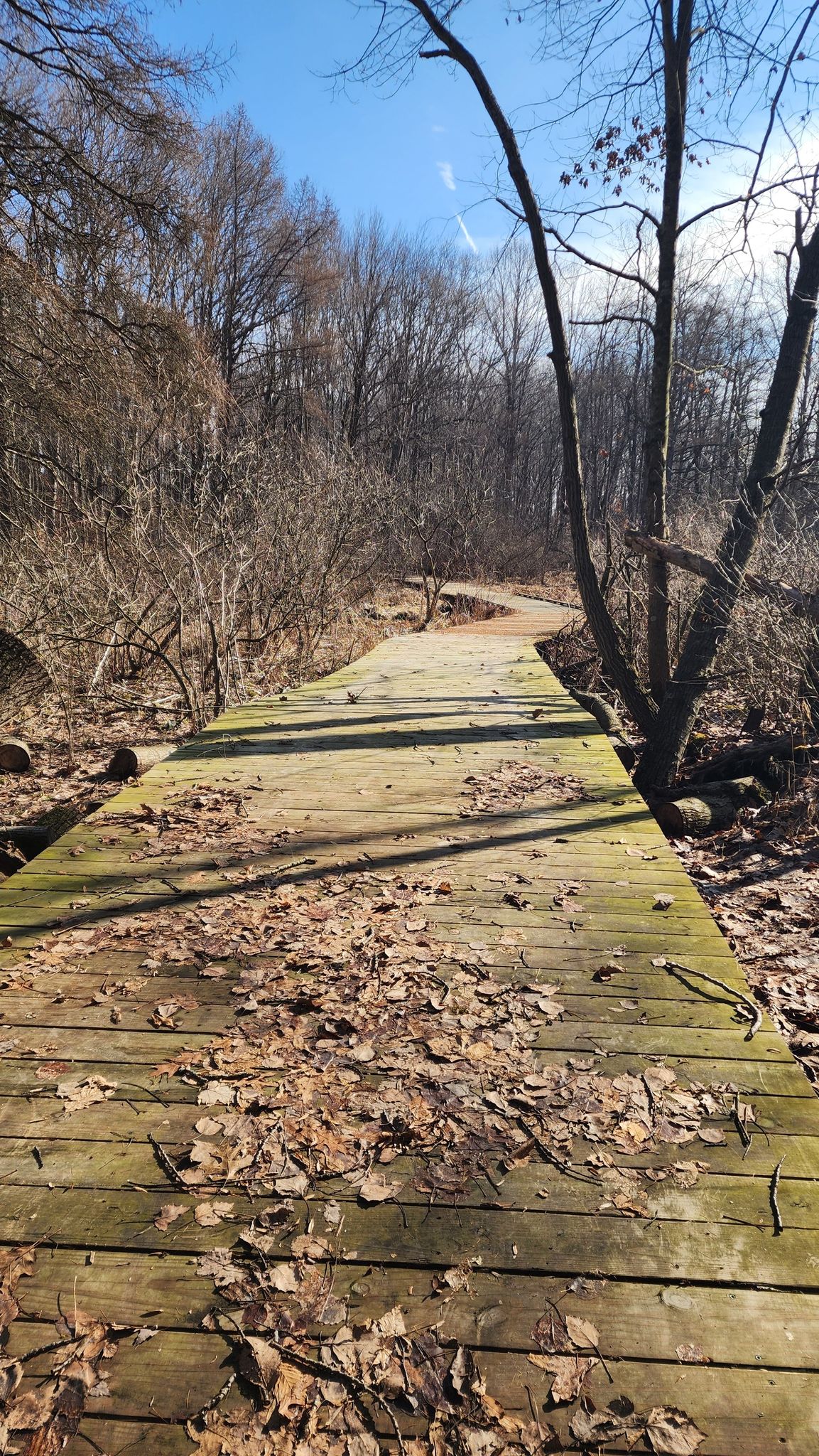 Wooden boardwalk covered in leaves, winding through bare trees under a bright sky. - TK Lawless Scenic Loop, Trail 5, and Trail 4 Loop