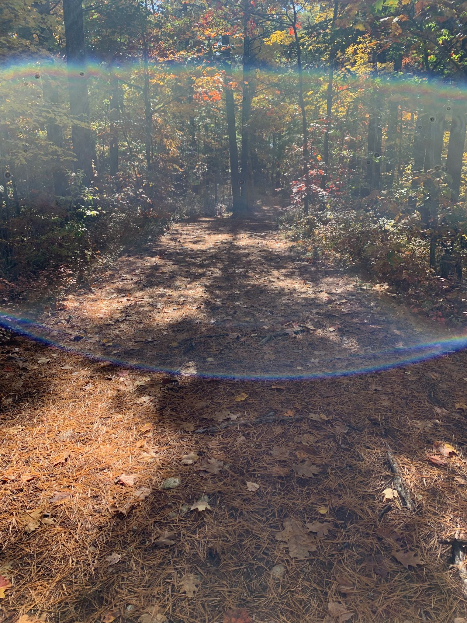 Sunny forest path with dappled light and lens flare through autumn trees. - Hollis Town Forest – Hollis Town Forest loop from Hollis