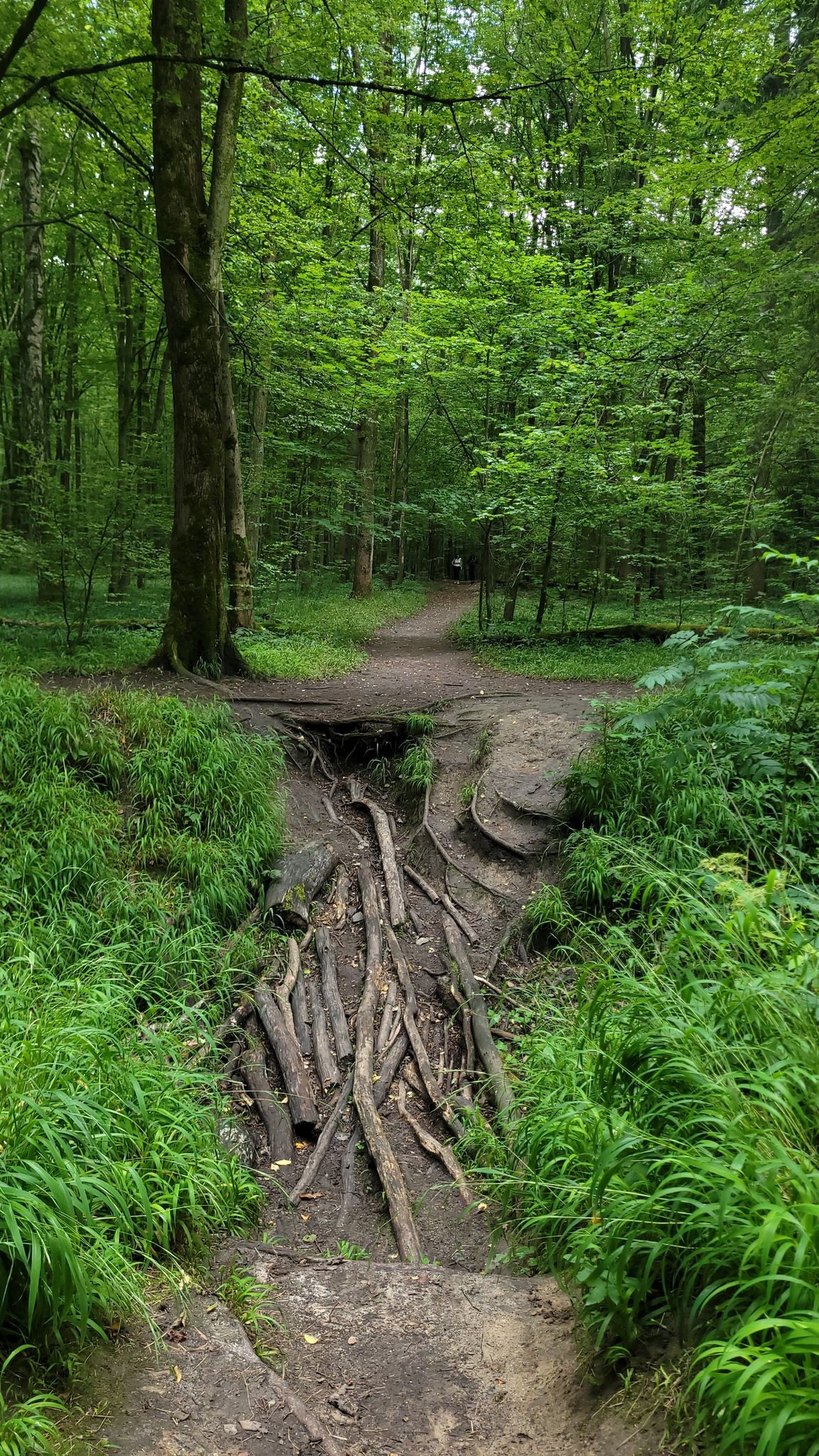 Jedna z kilku "niespodzianek", urozmaicających trasę po Lesie Zwierzynieckim.