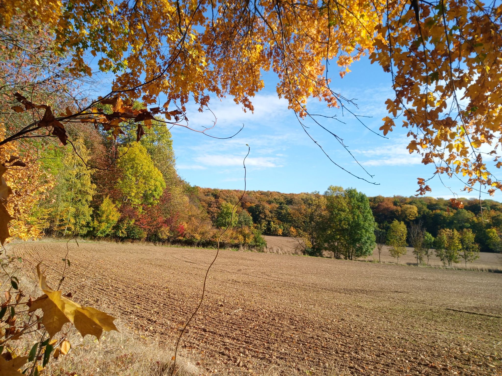 Herbstfarben am Hasentrail