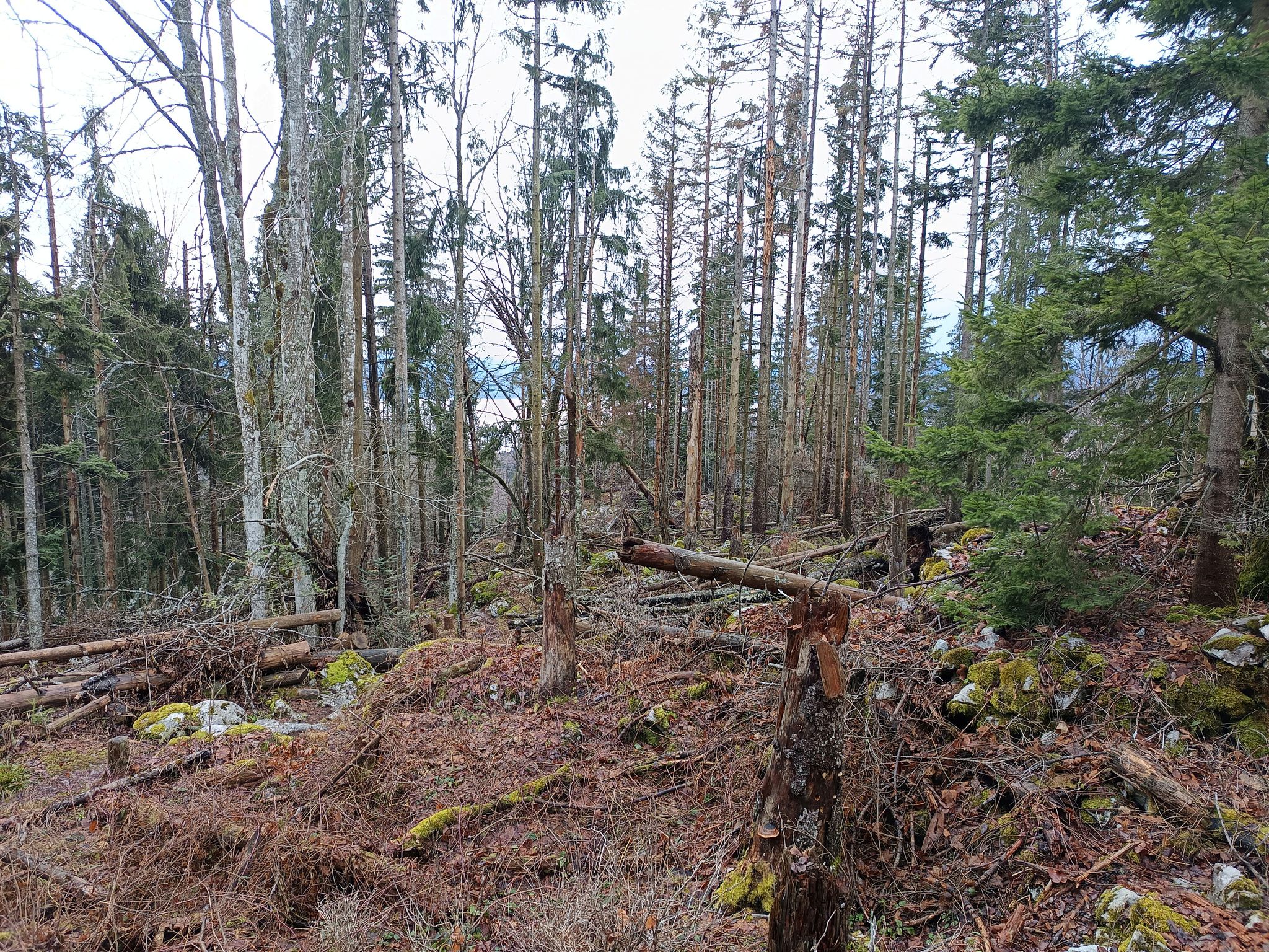 Primeval forest