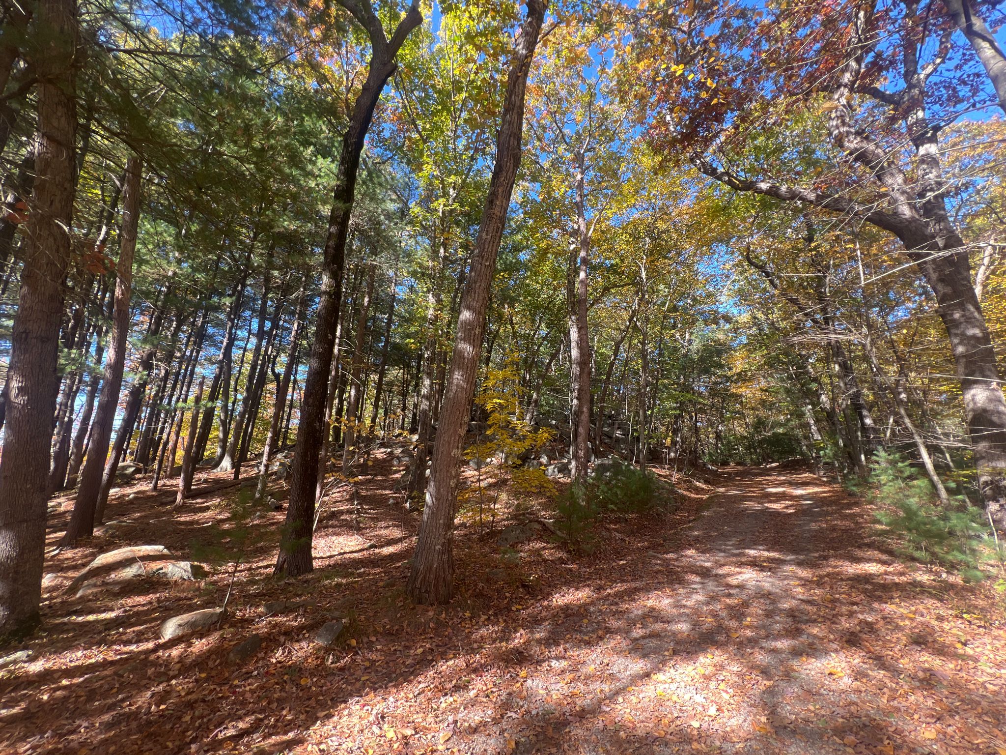 Sunny forest path covered in autumn leaves, surrounded by tall trees. - Great Dome and Skyline Trail Loop