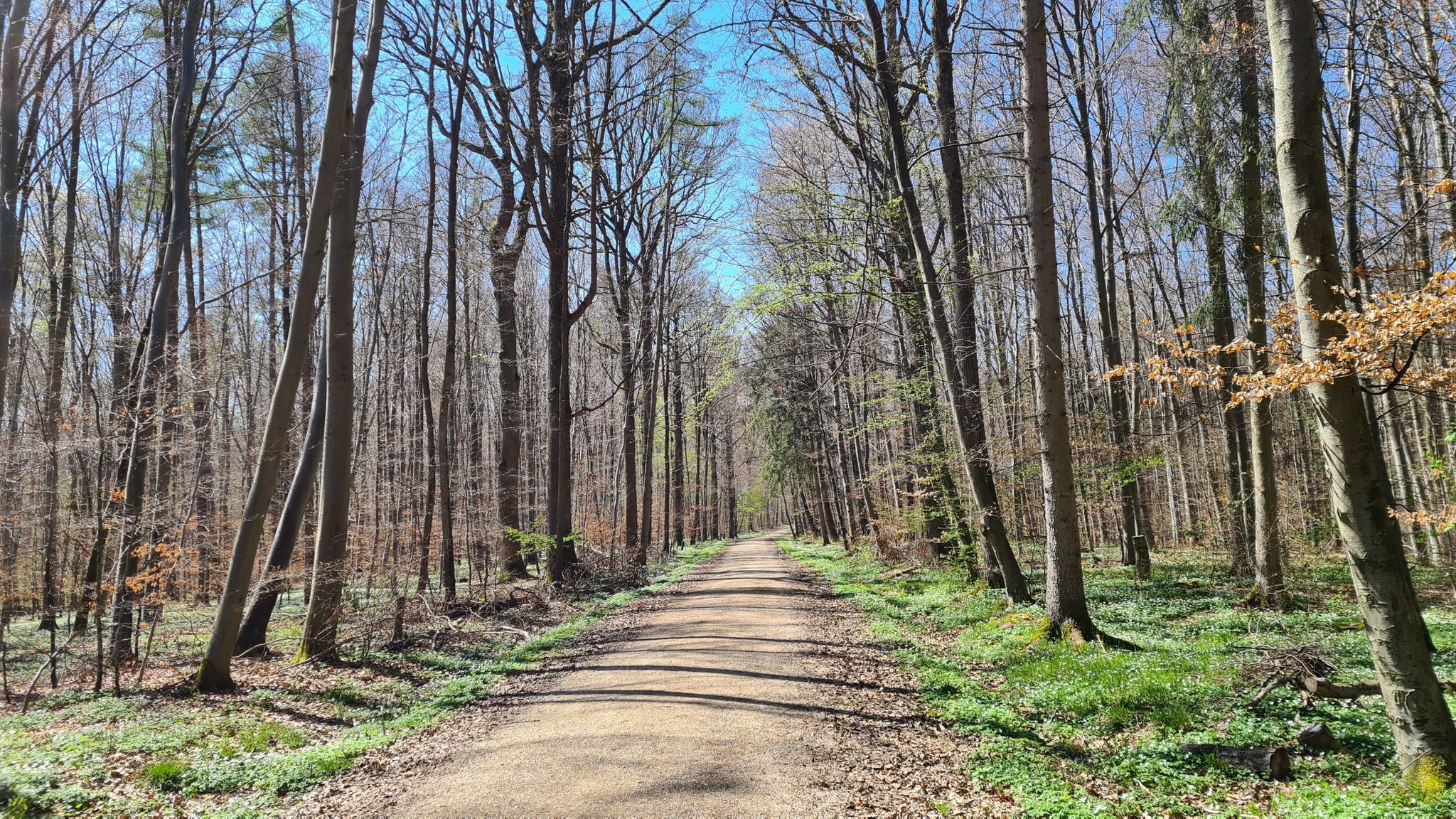 Waldweg oberhalb von Kirchheim