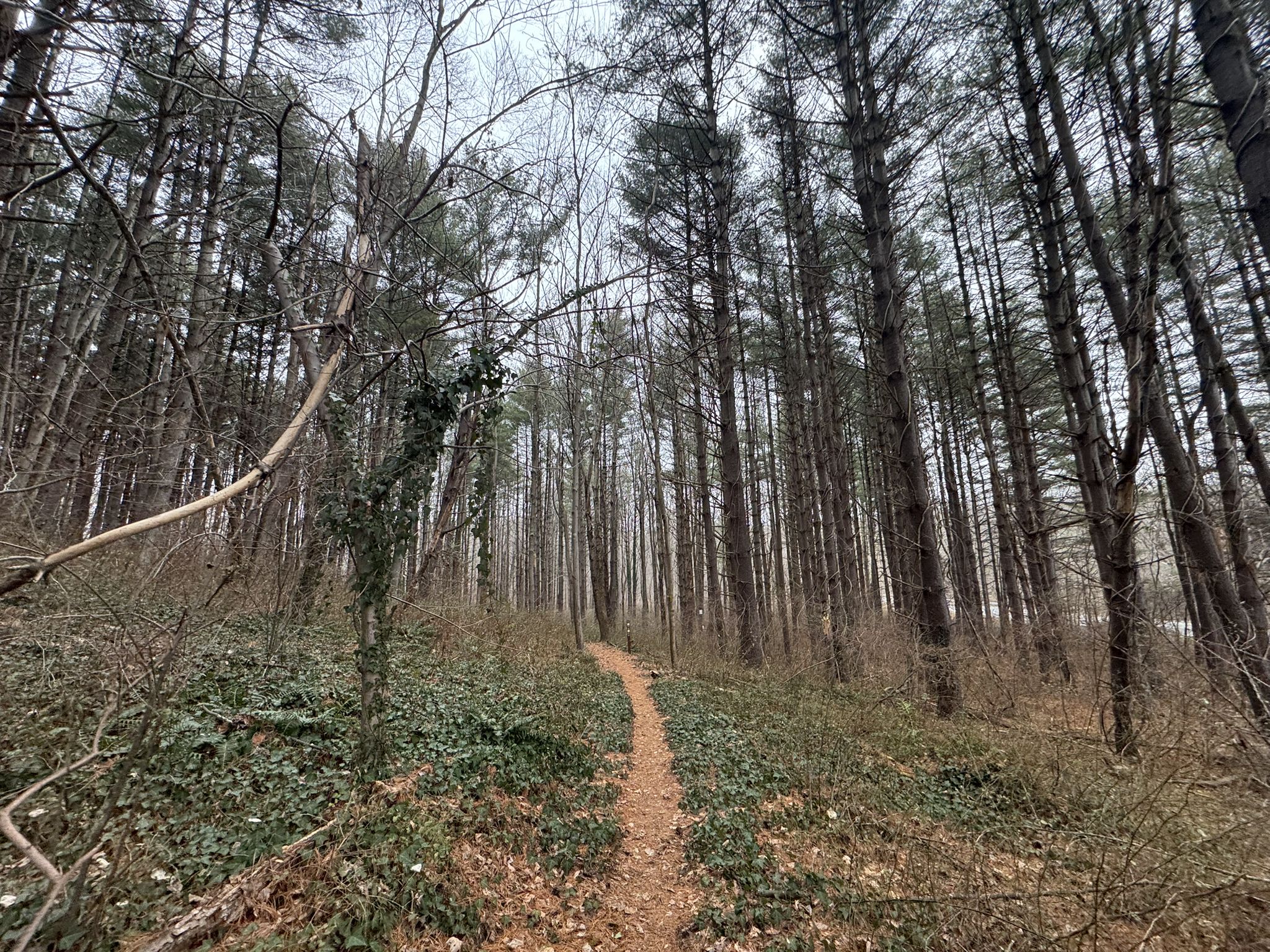 A narrow dirt path winds through a dense forest of tall, bare trees. - Bootjack and Scotts Branch Trail Loop