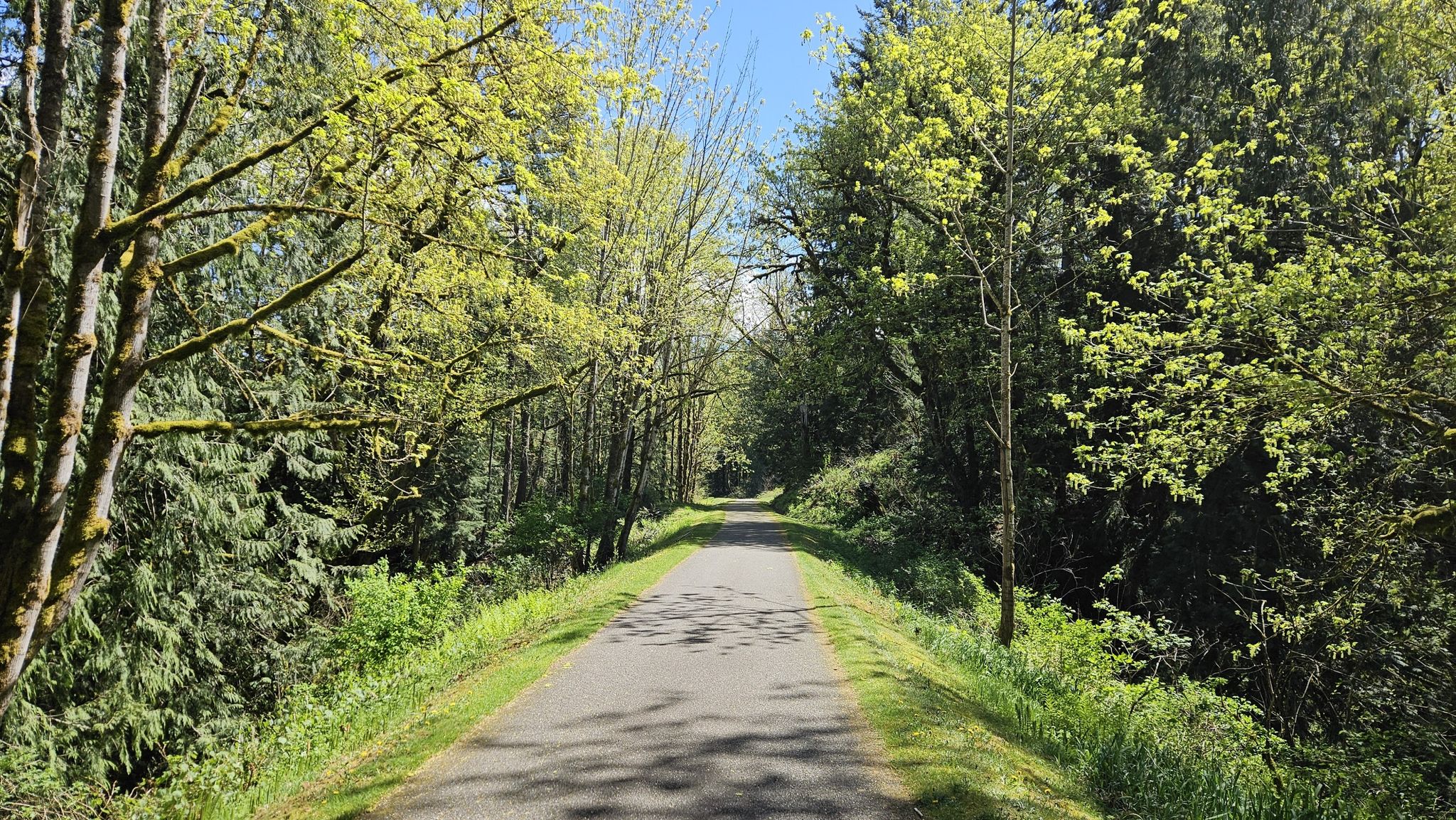Sunny paved path through a dense forest with bright green spring foliage. - Preston-Snoqualmie Trail