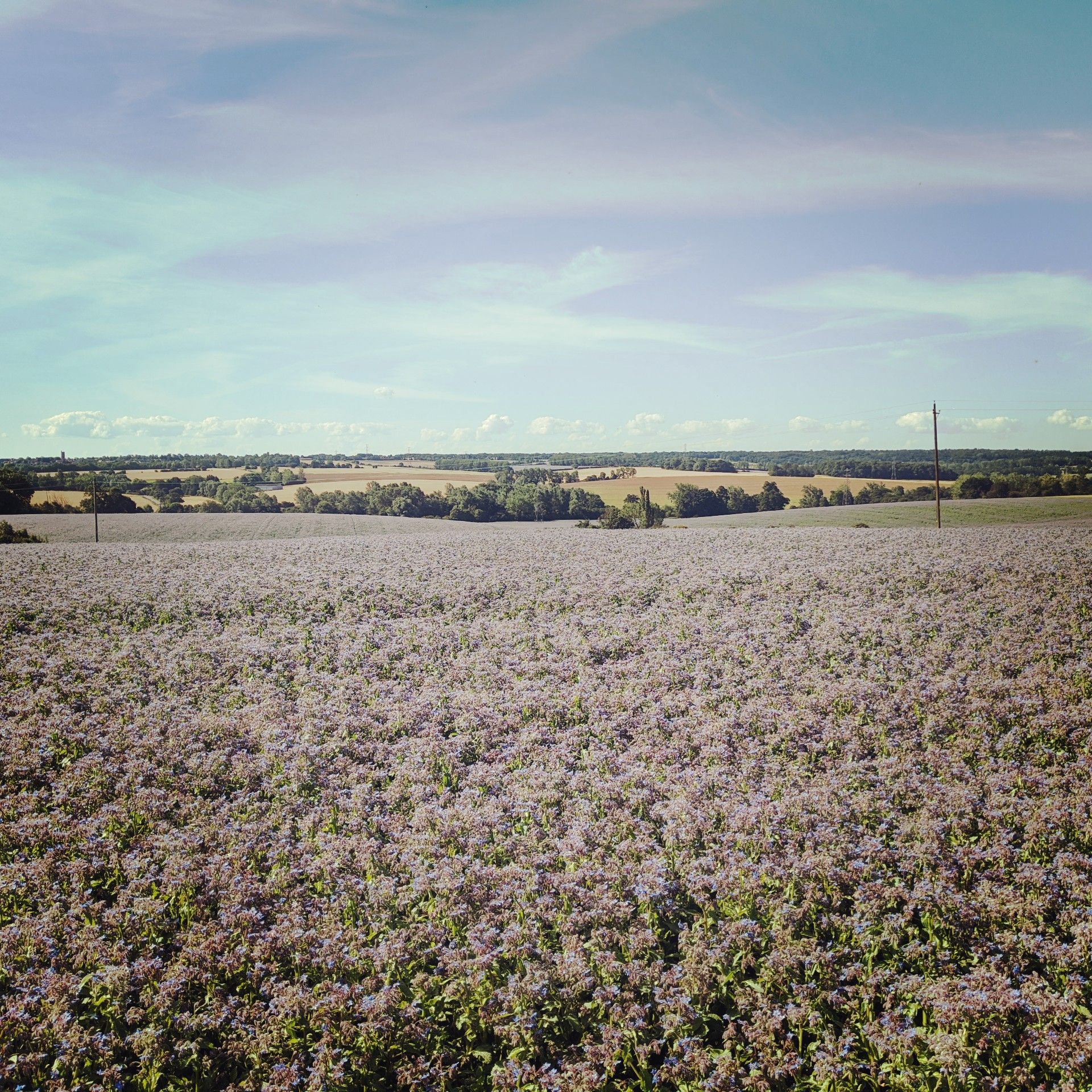 From a distance I could see several large purple fields, this is the view back down to where I came from